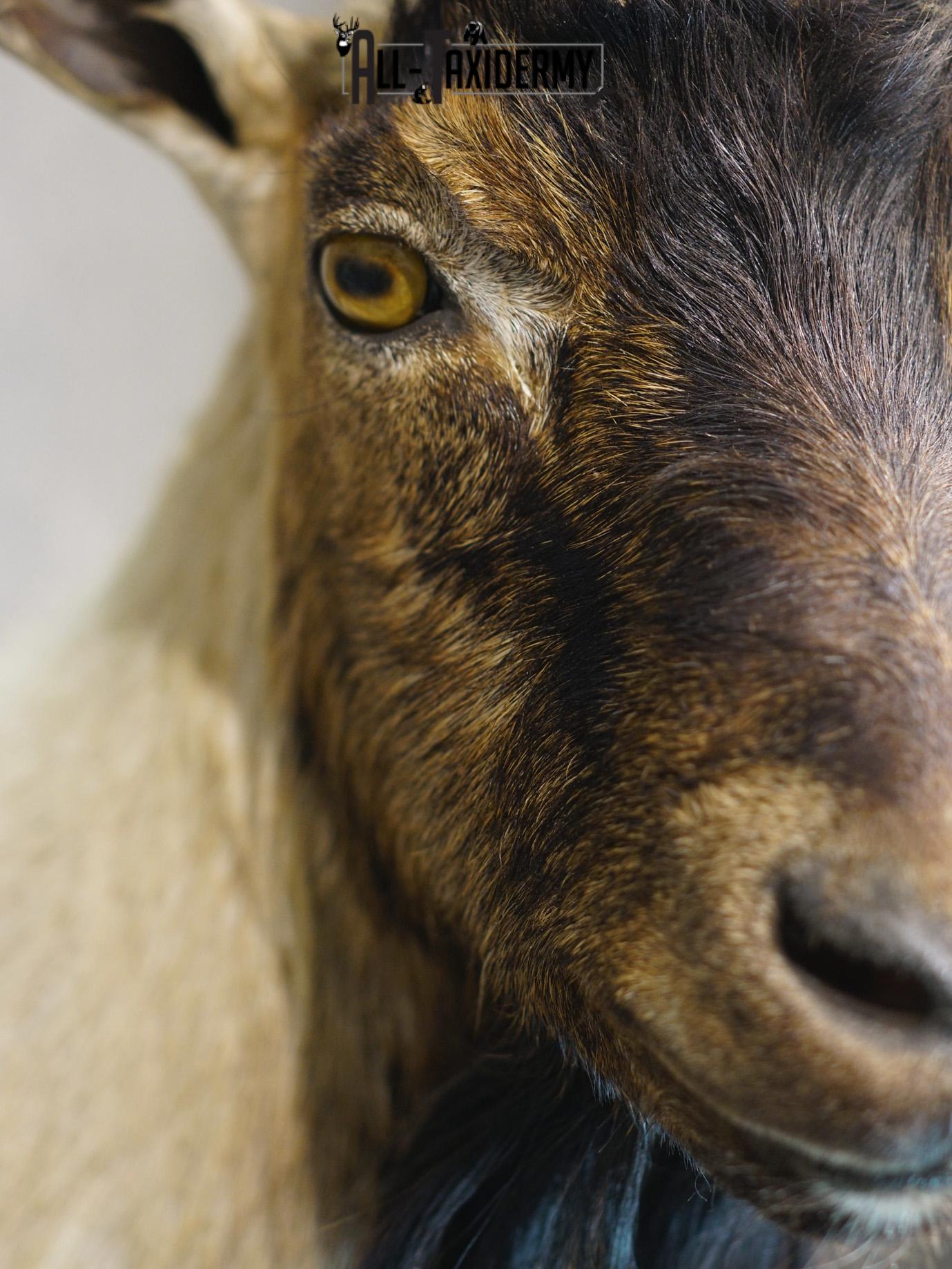 Nubian Ibex taxidermy shoulder mount for sale SKU 2185 - Image 3