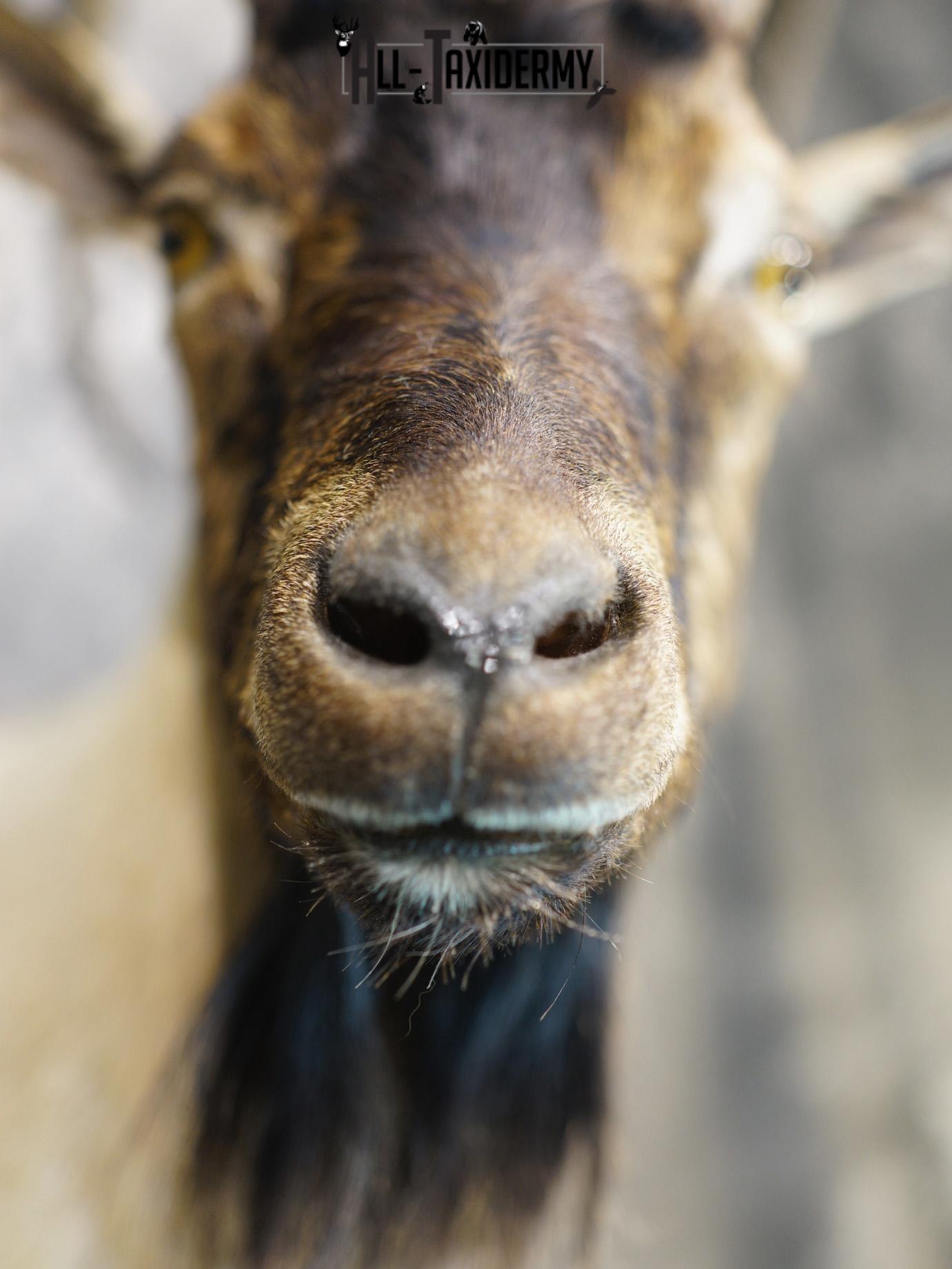 Nubian Ibex taxidermy shoulder mount for sale SKU 2185 - Image 2