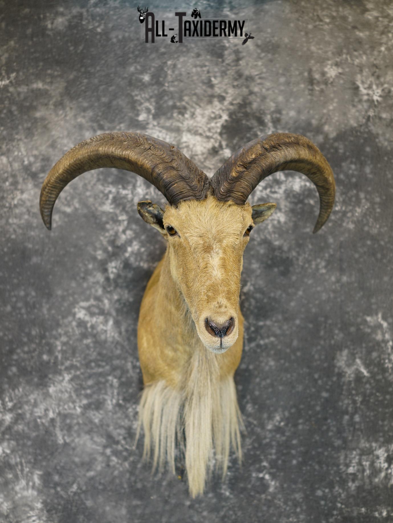 Aoudad taxidermy shoulder mount for sale SKU 2155