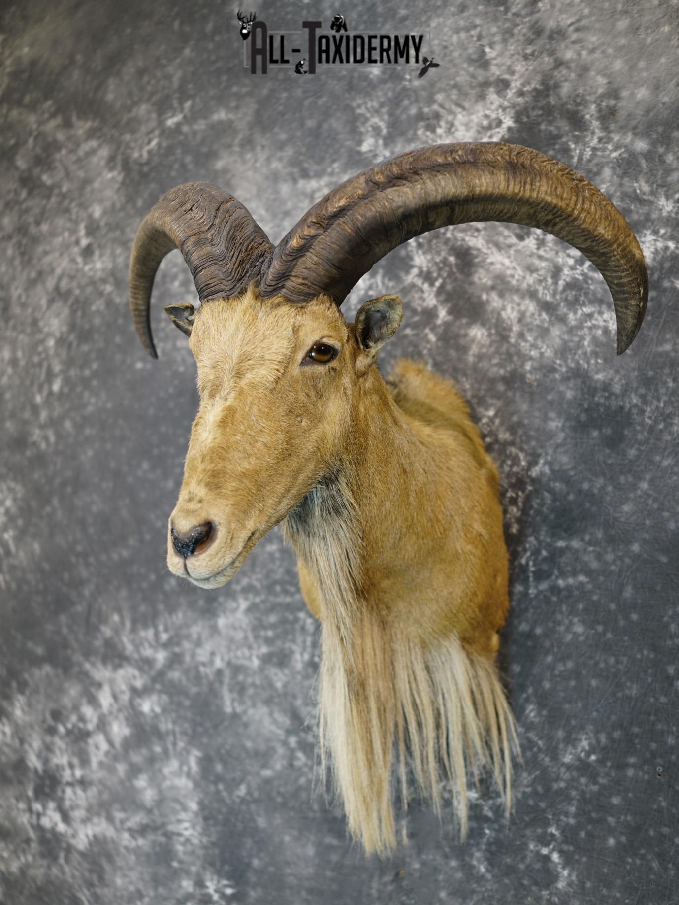 Aoudad taxidermy shoulder mount for sale SKU 2155 - Image 8
