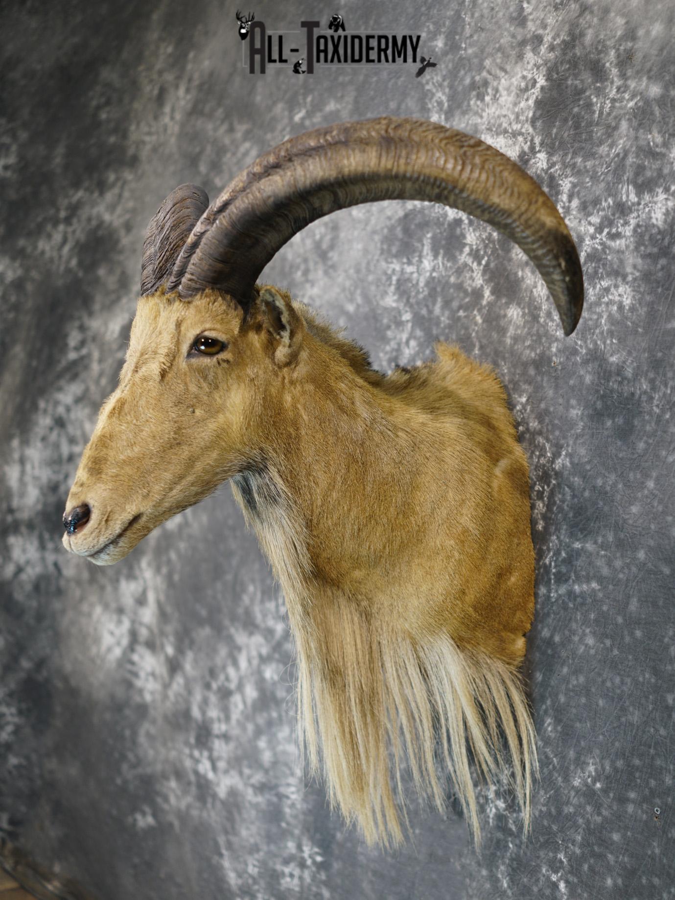 Aoudad taxidermy shoulder mount for sale SKU 2155 - Image 7
