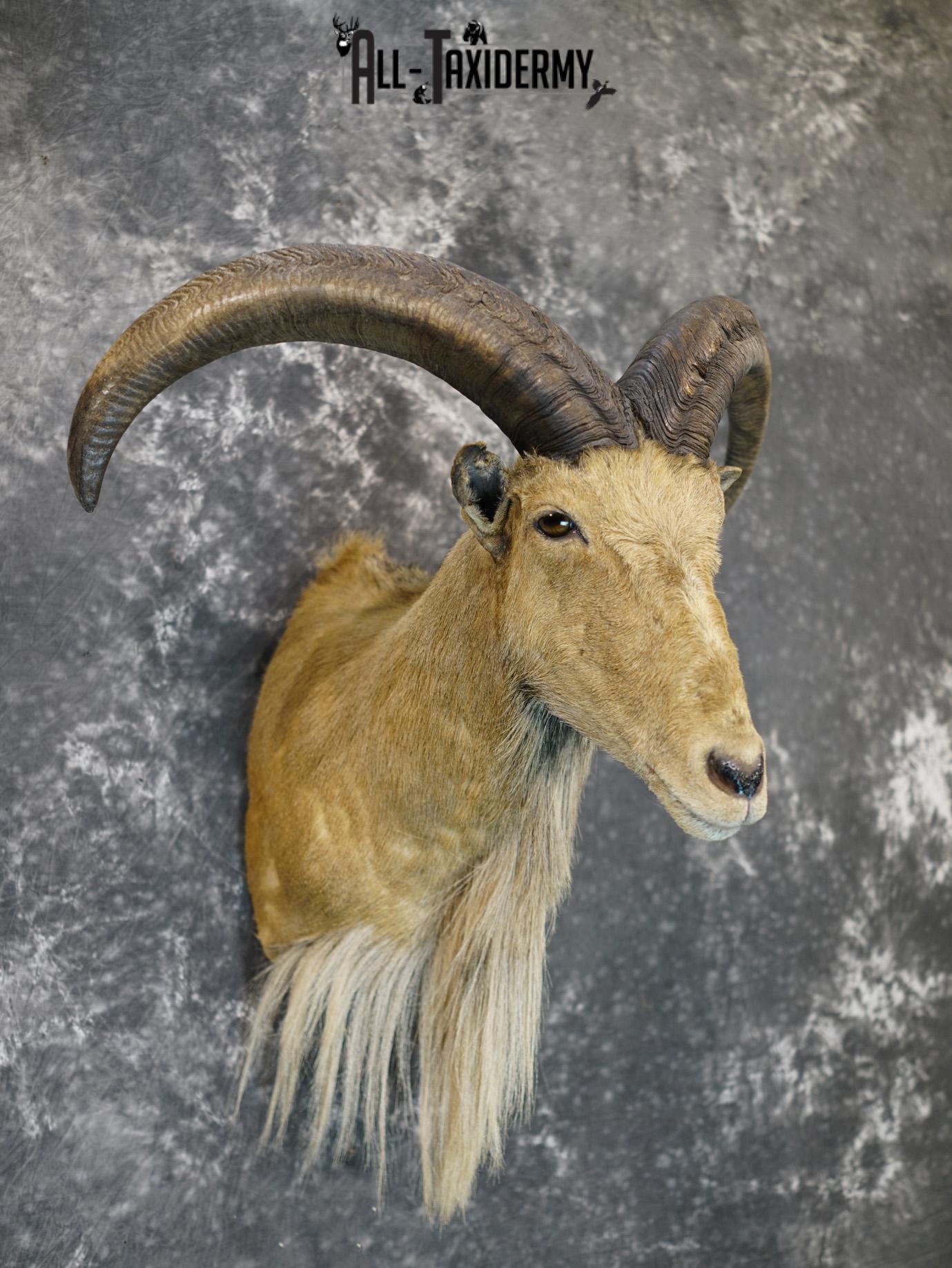 Aoudad taxidermy shoulder mount for sale SKU 2155 - Image 6