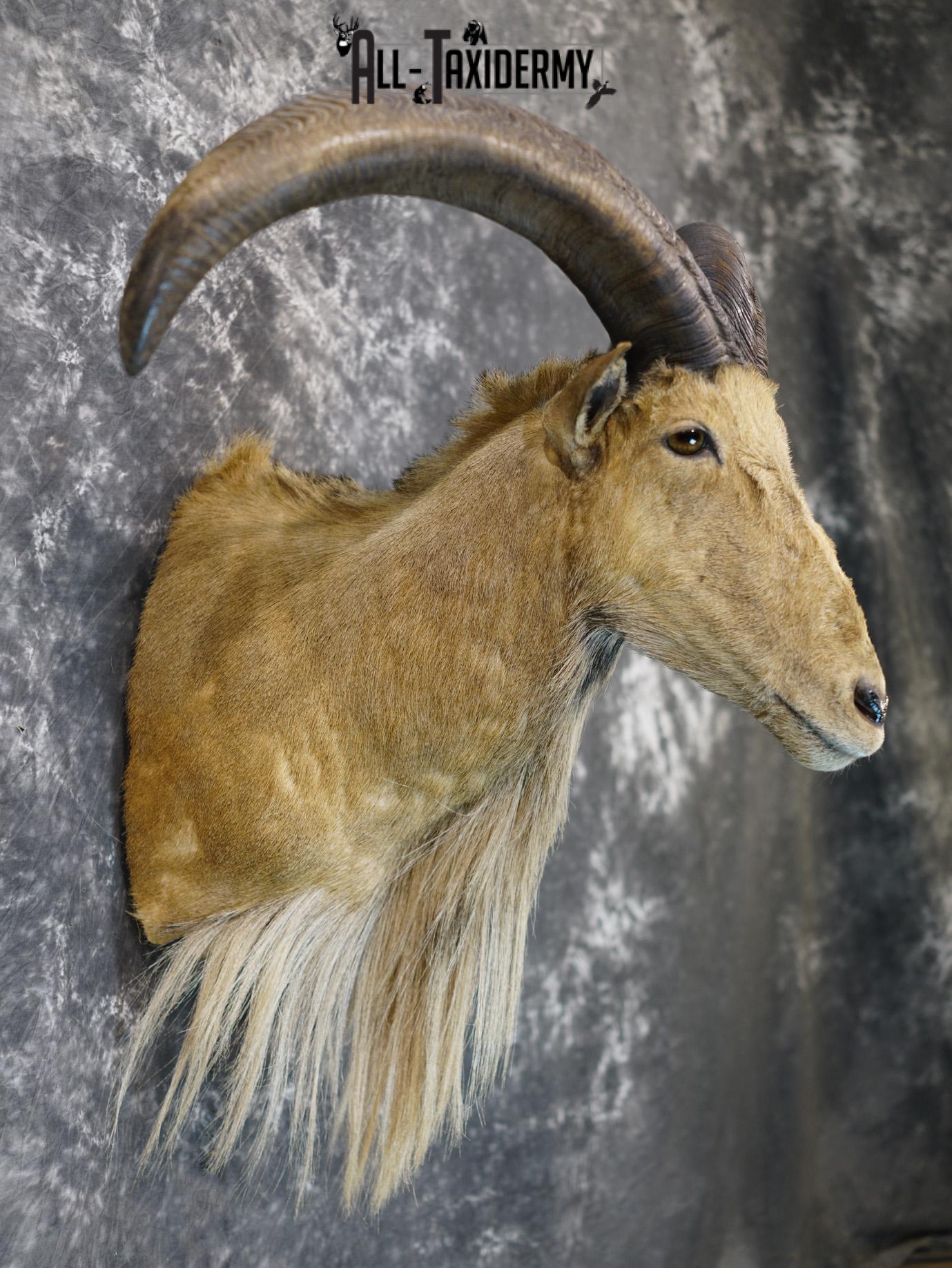 Aoudad taxidermy shoulder mount for sale SKU 2155 - Image 5