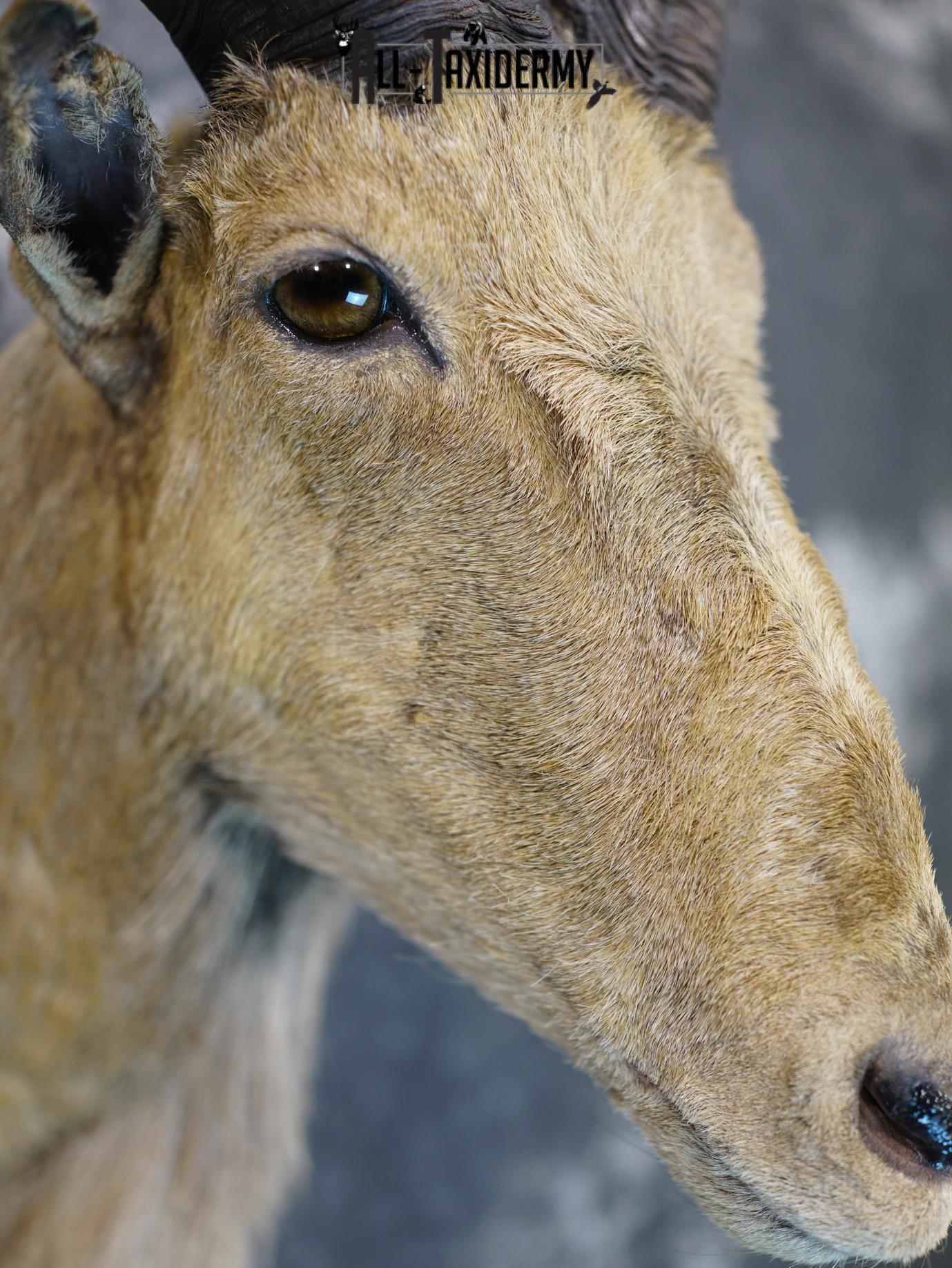 Aoudad taxidermy shoulder mount for sale SKU 2155 - Image 4