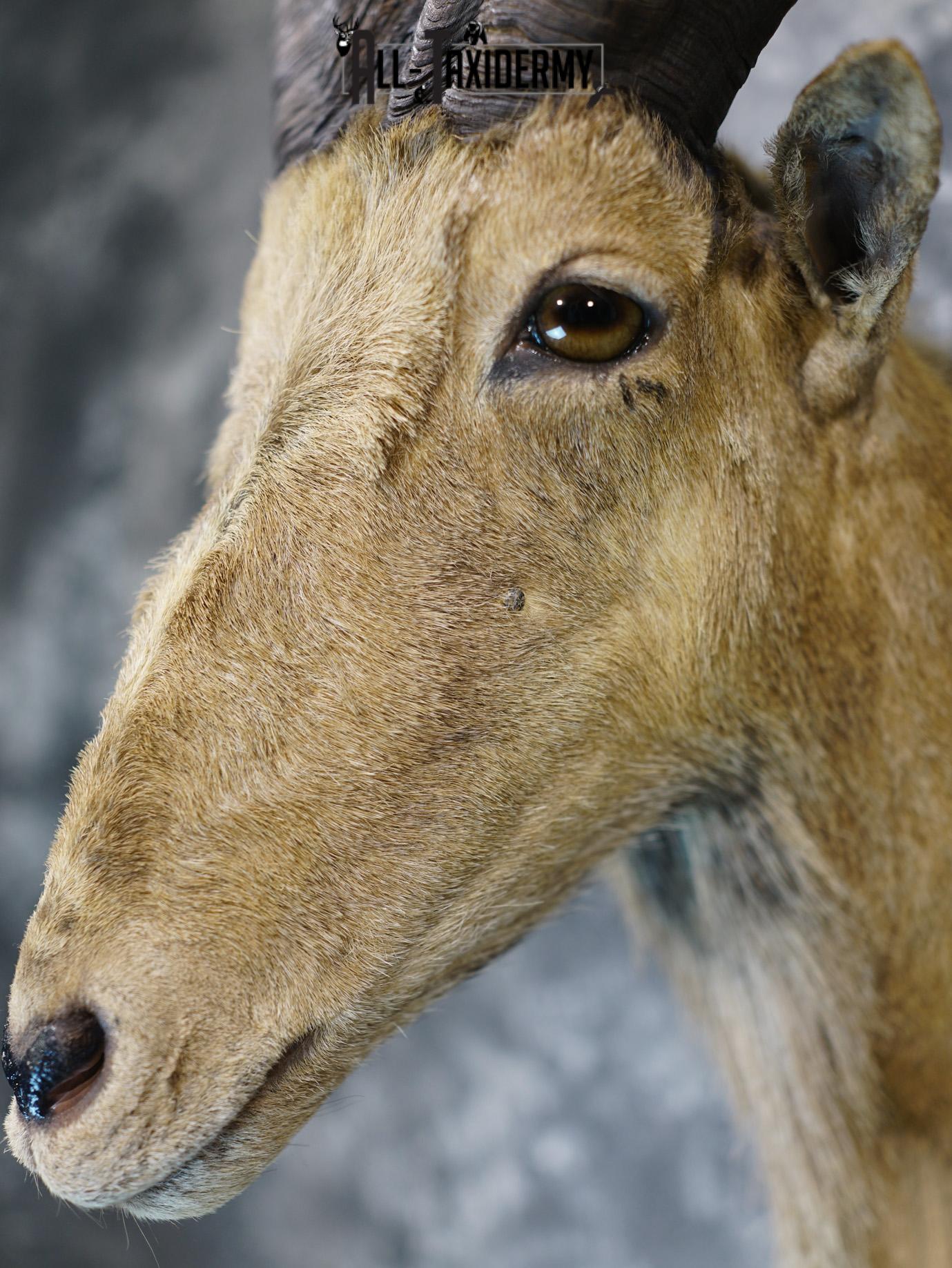 Aoudad taxidermy shoulder mount for sale SKU 2155 - Image 3