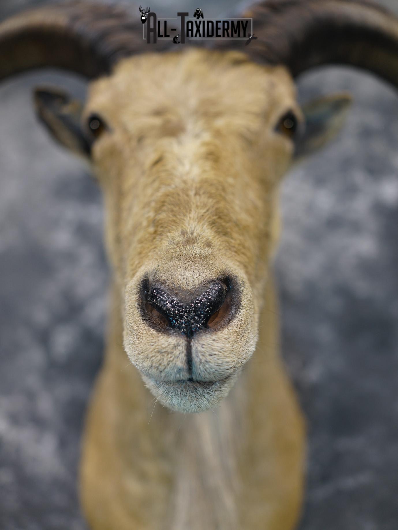 Aoudad taxidermy shoulder mount for sale SKU 2155 - Image 2