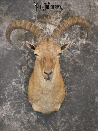 West Caucasian Tur Taxidermy Mount GOLD SKU 2209