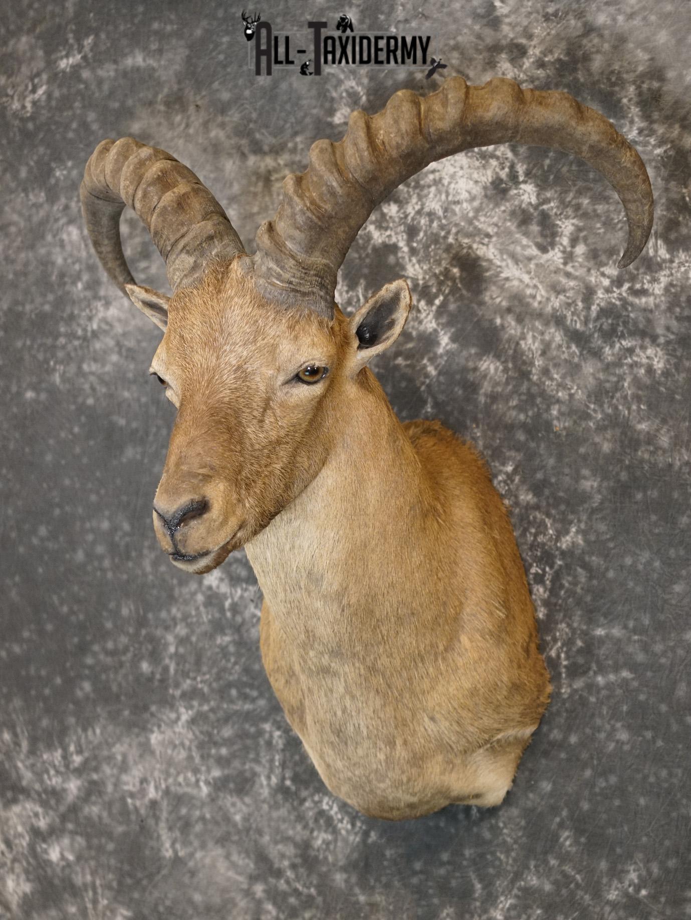 West Caucasian Tur Taxidermy Mount GOLD SKU 2209 - Image 8