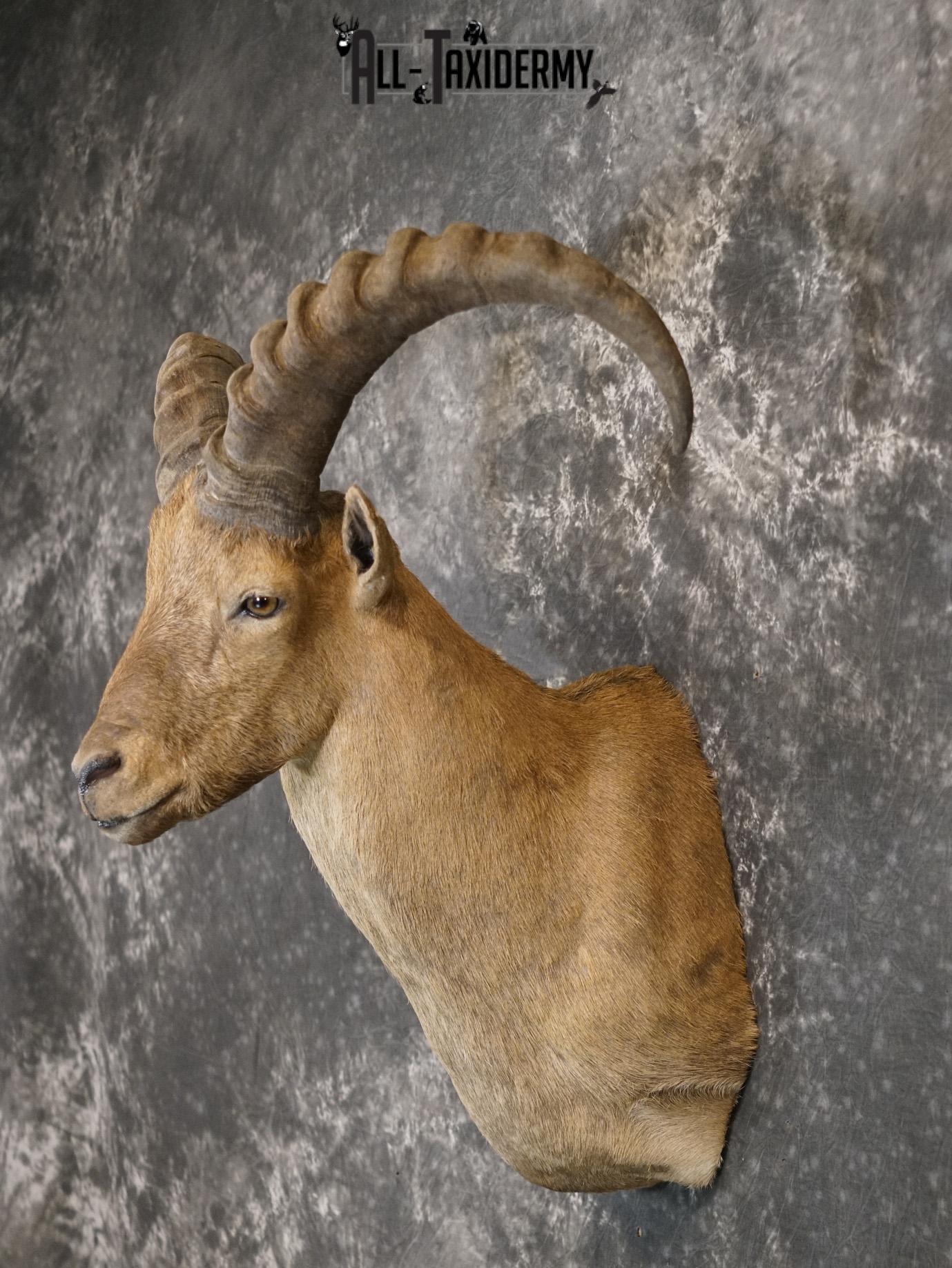 West Caucasian Tur Taxidermy Mount GOLD SKU 2209 - Image 7