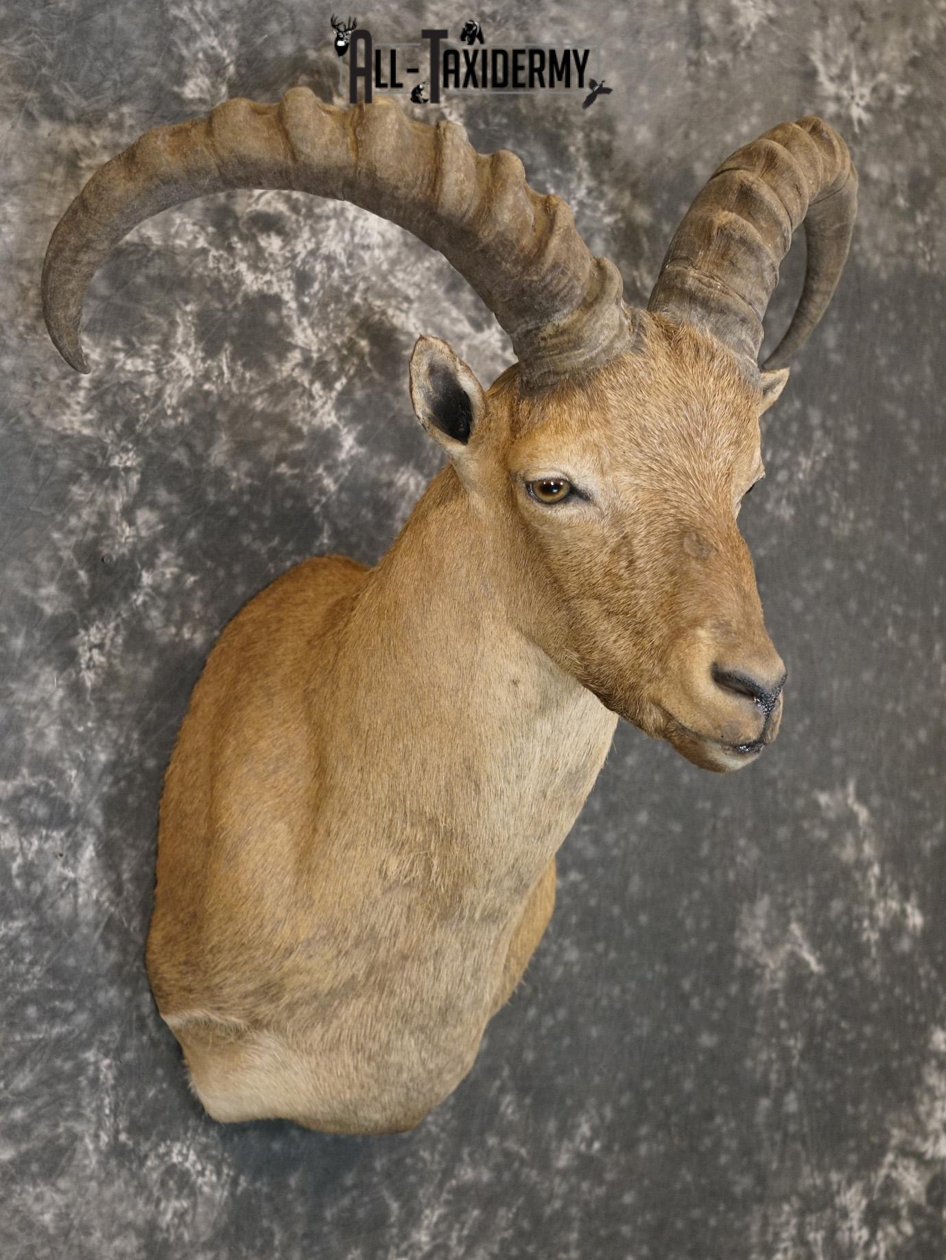 West Caucasian Tur Taxidermy Mount GOLD SKU 2209 - Image 6