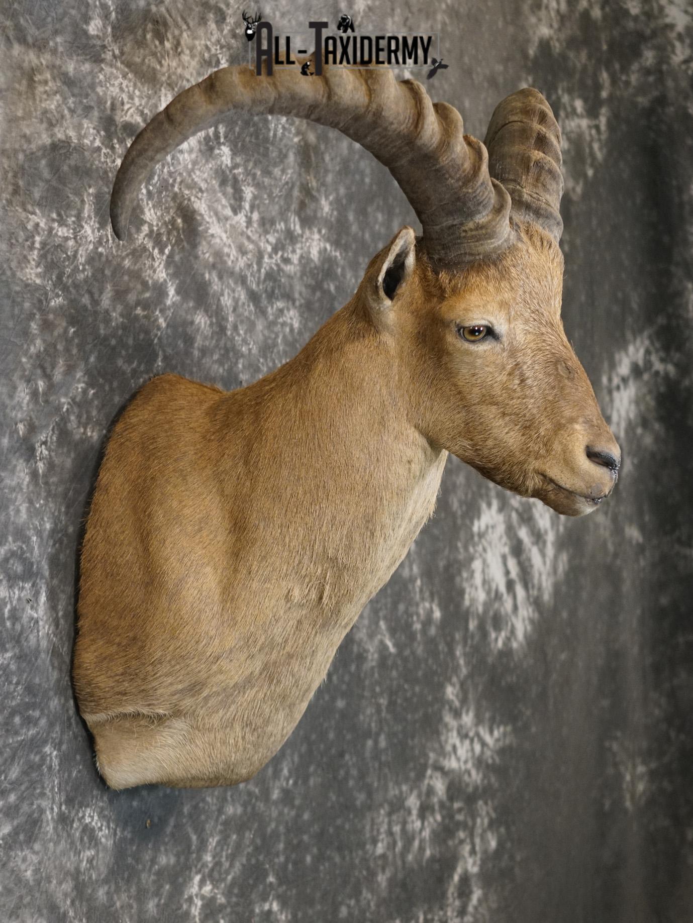 West Caucasian Tur Taxidermy Mount GOLD SKU 2209 - Image 5