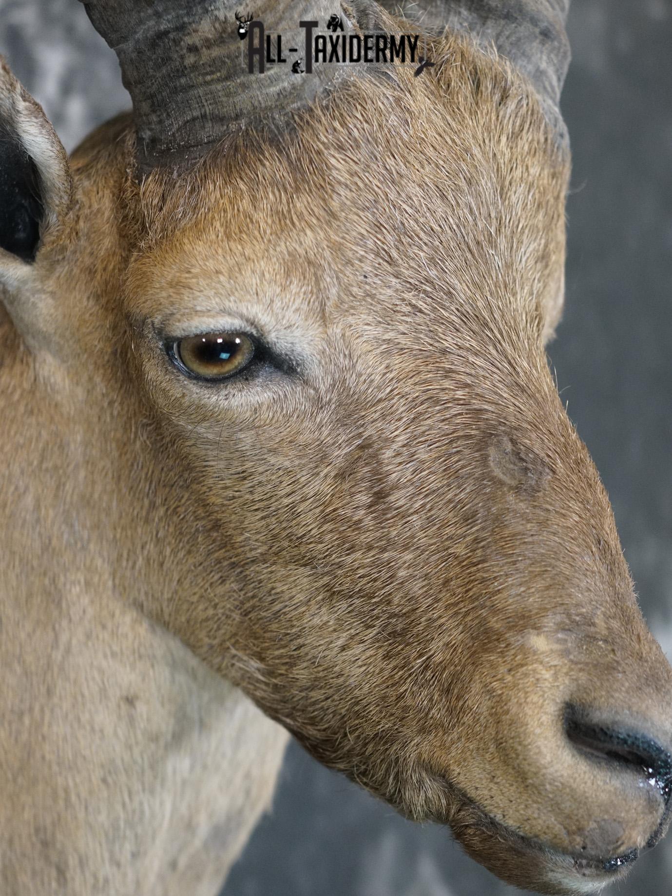 West Caucasian Tur Taxidermy Mount GOLD SKU 2209 - Image 4