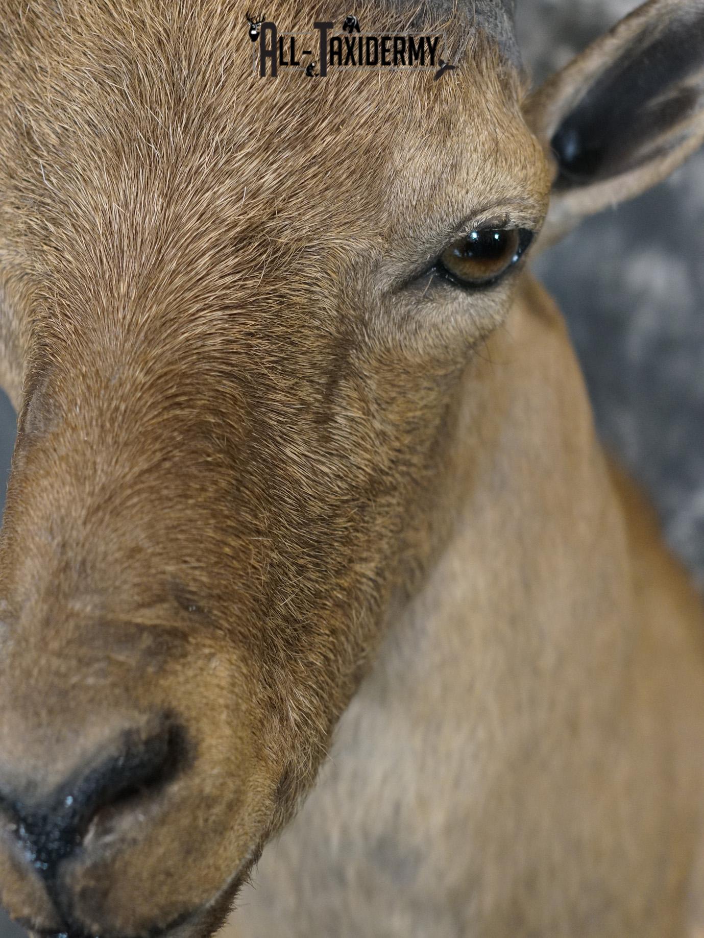 West Caucasian Tur Taxidermy Mount GOLD SKU 2209 - Image 3