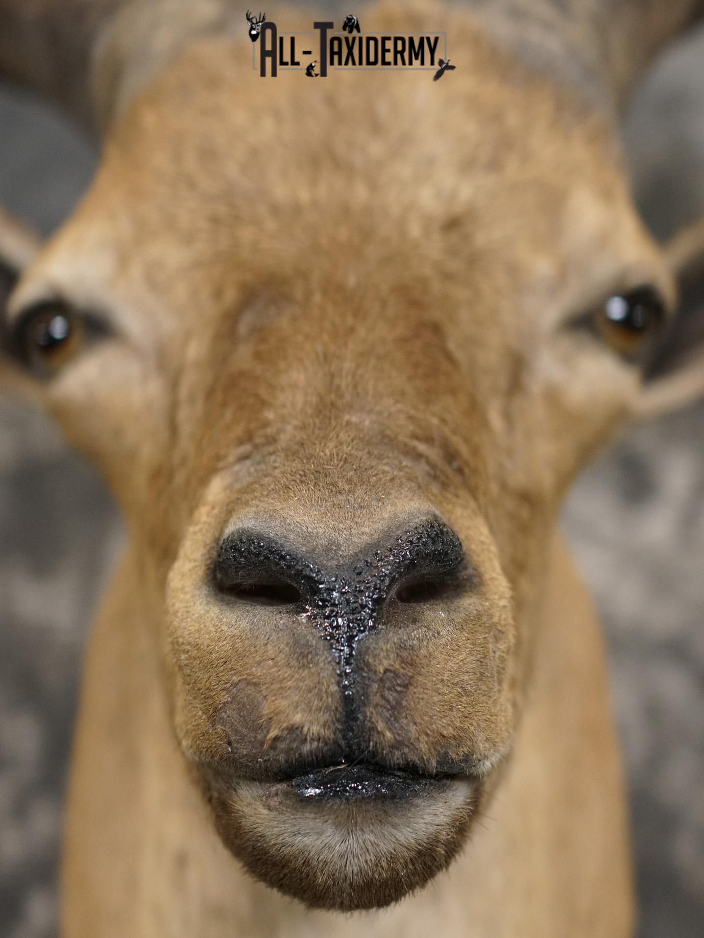 West Caucasian Tur Taxidermy Mount GOLD SKU 2209 - Image 2