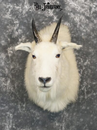 Mountain Goat taxidermy shoulder mount for sale SKU 2149