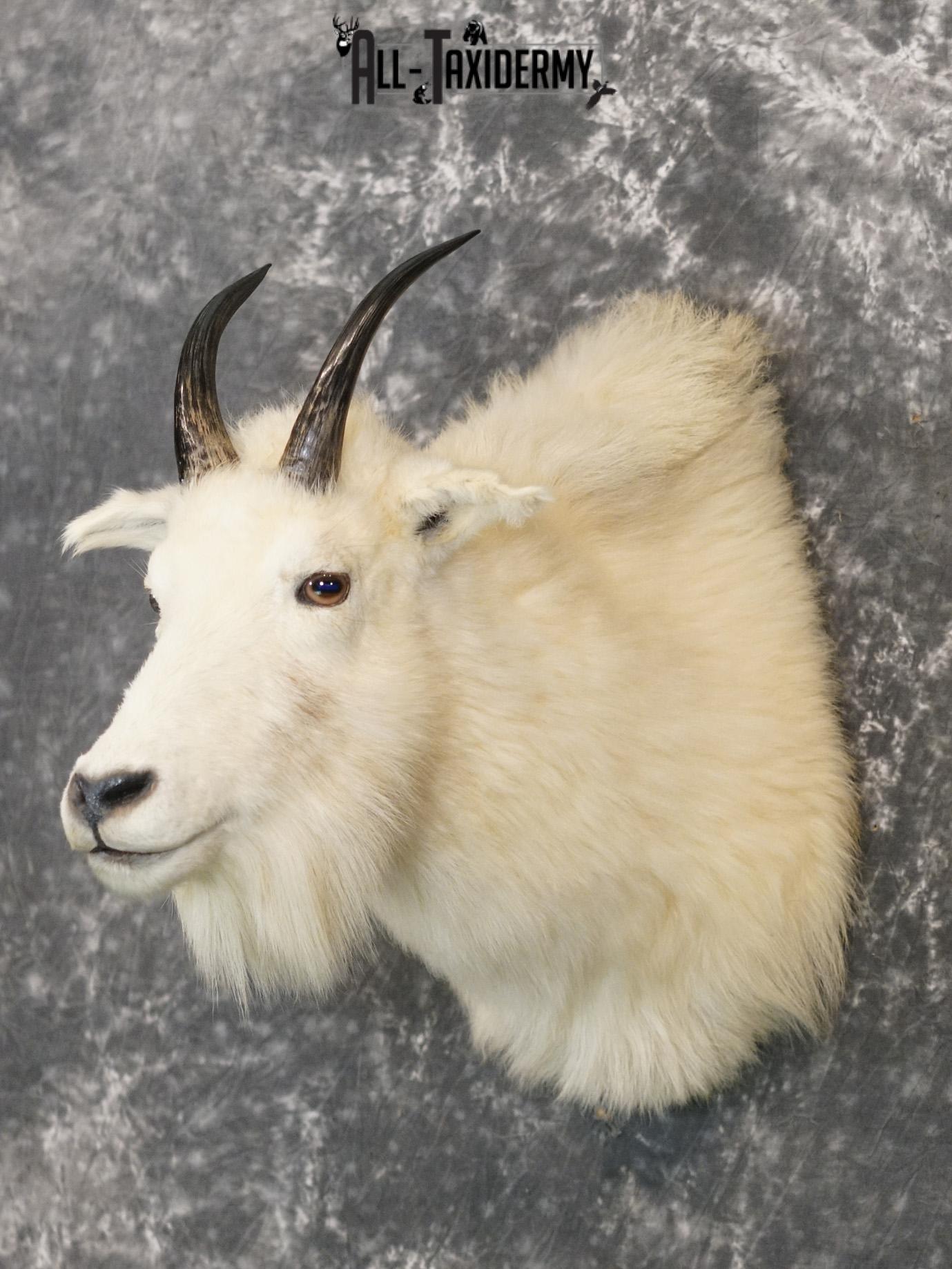 Mountain Goat taxidermy shoulder mount for sale SKU 2149 - Image 8