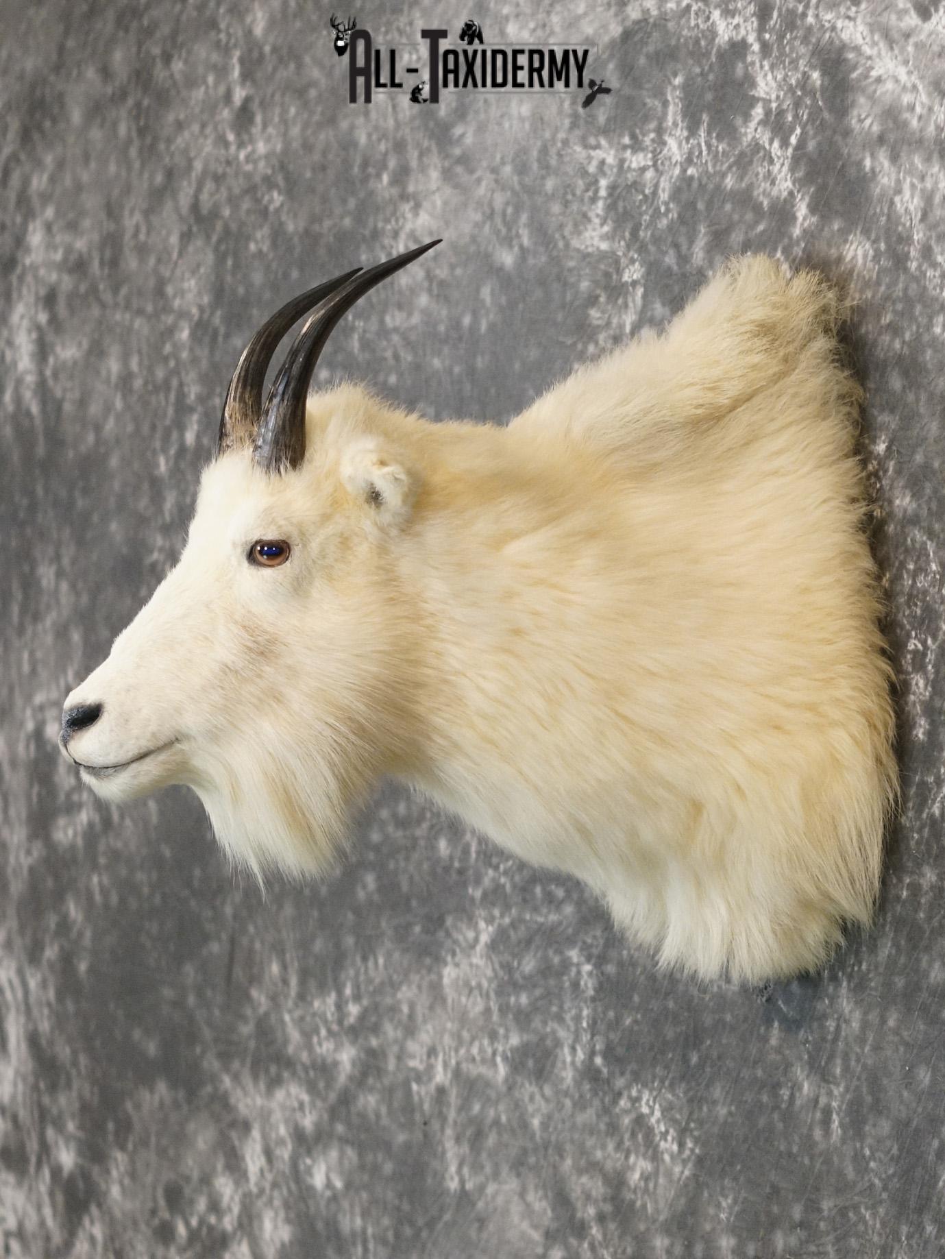 Mountain Goat taxidermy shoulder mount for sale SKU 2149 - Image 7