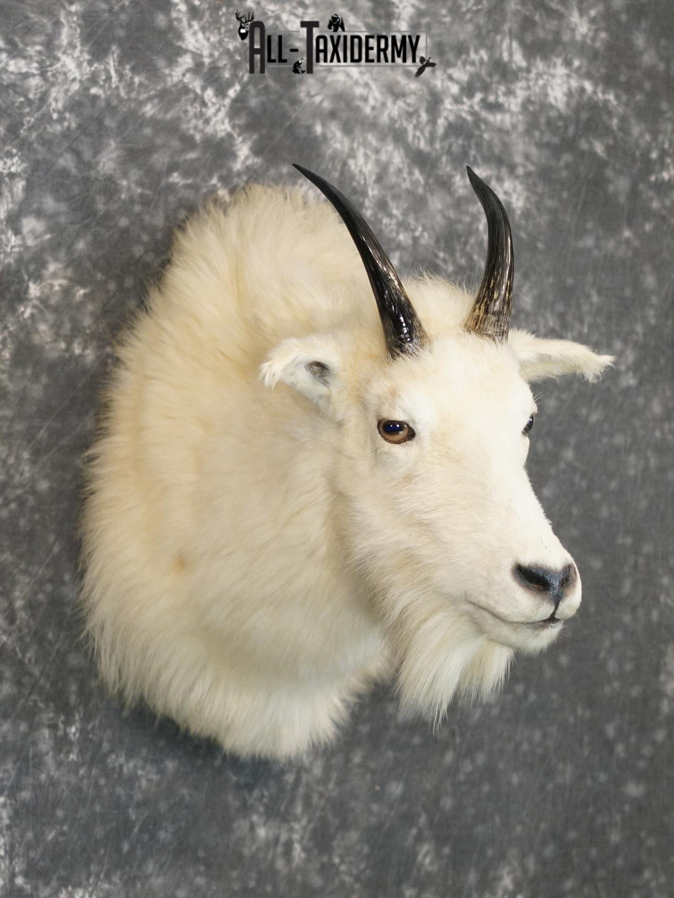 Mountain Goat taxidermy shoulder mount for sale SKU 2149 - Image 6