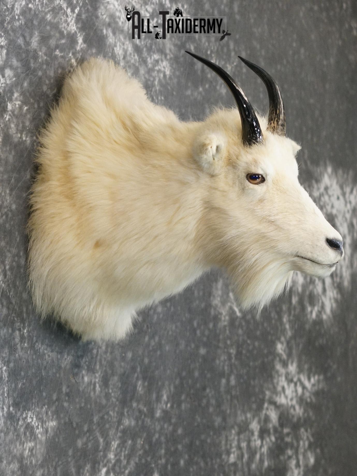 Mountain Goat taxidermy shoulder mount for sale SKU 2149 - Image 5
