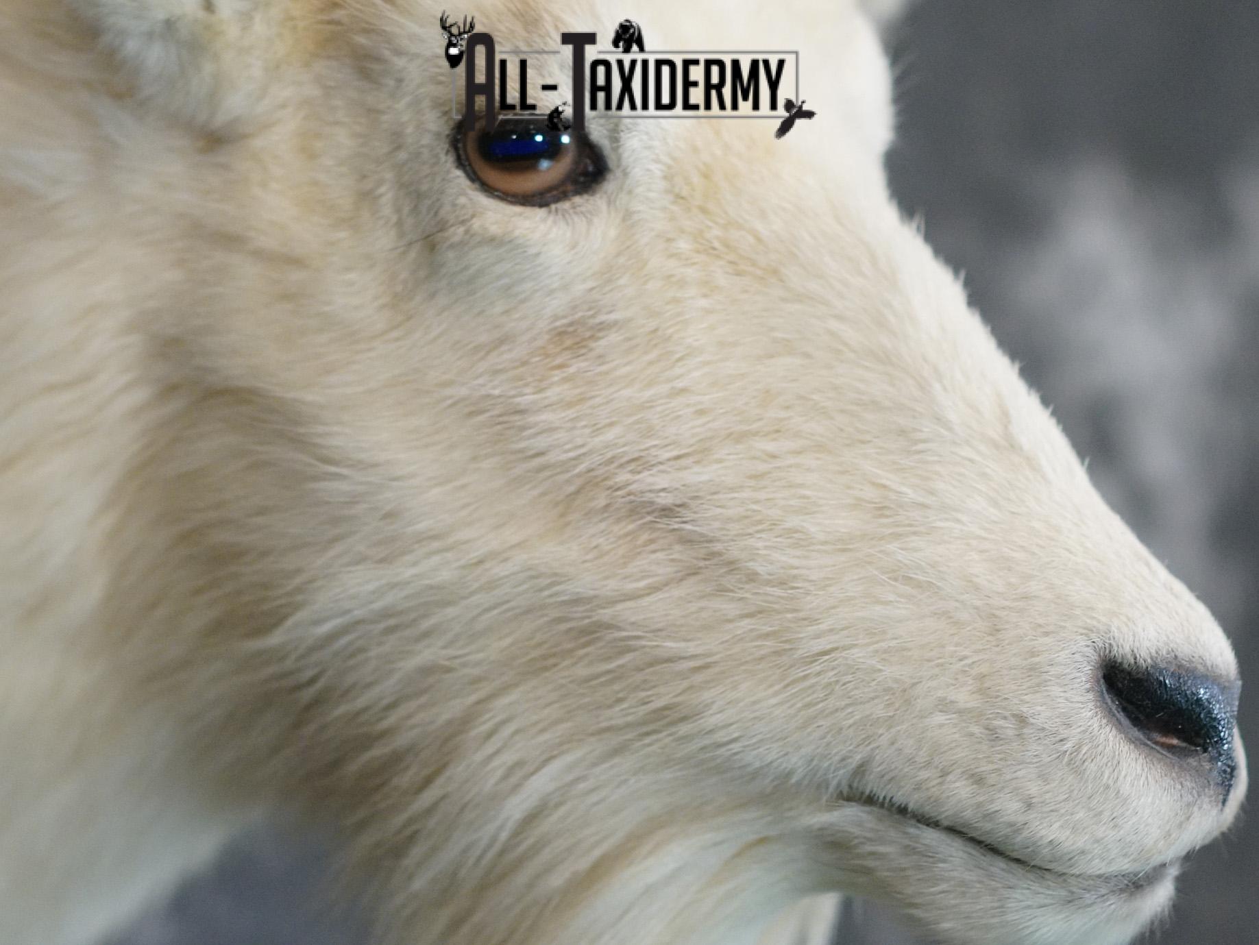 Mountain Goat taxidermy shoulder mount for sale SKU 2149 - Image 4