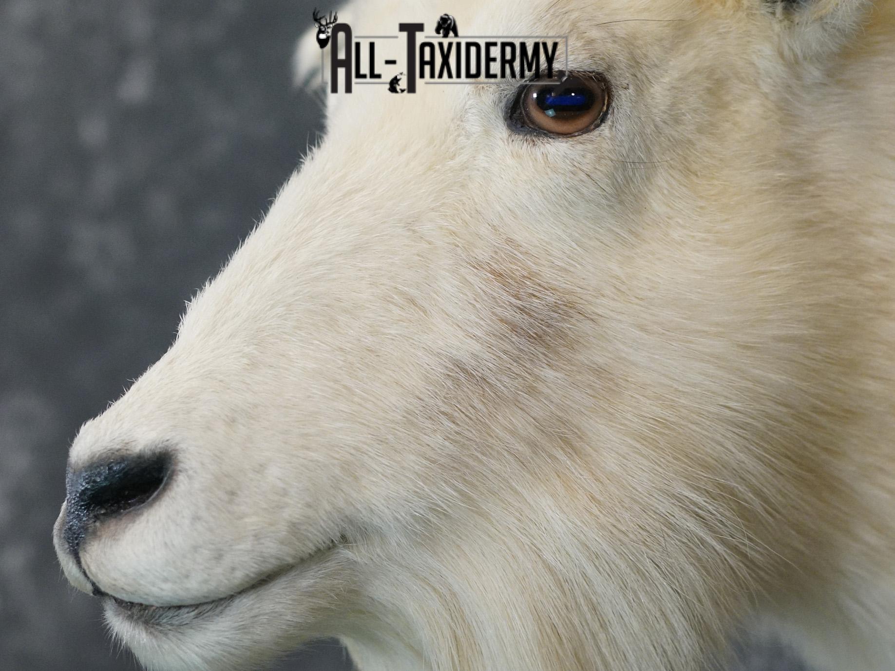 Mountain Goat taxidermy shoulder mount for sale SKU 2149 - Image 3