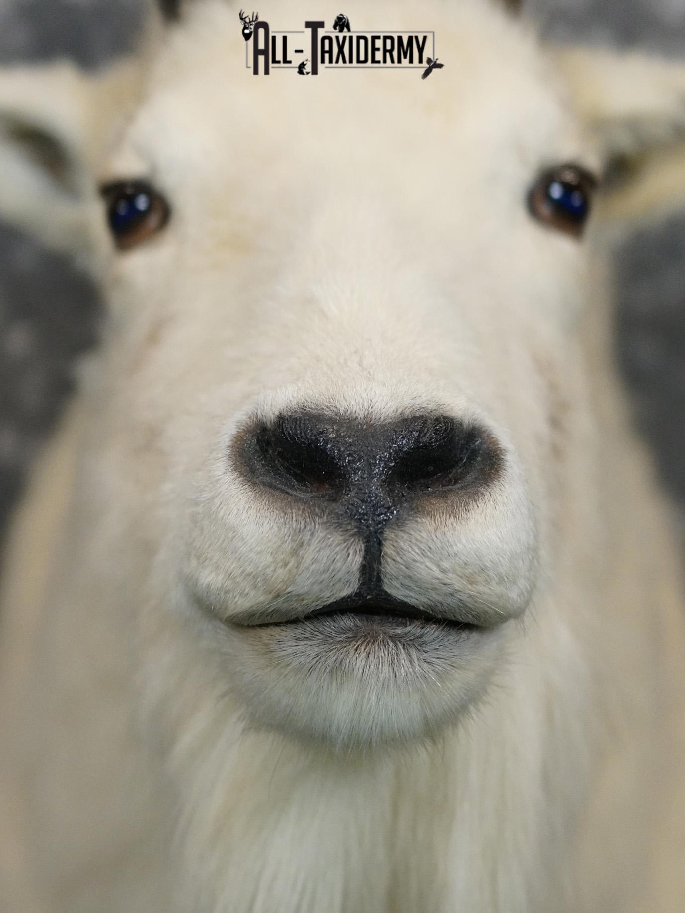 Mountain Goat taxidermy shoulder mount for sale SKU 2149 - Image 2