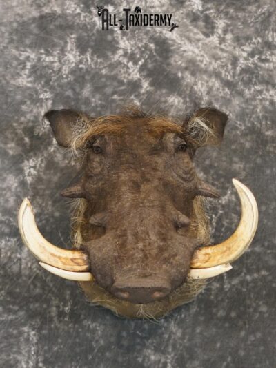 African Desert Warthog Taxidermy Mount SKU 2202