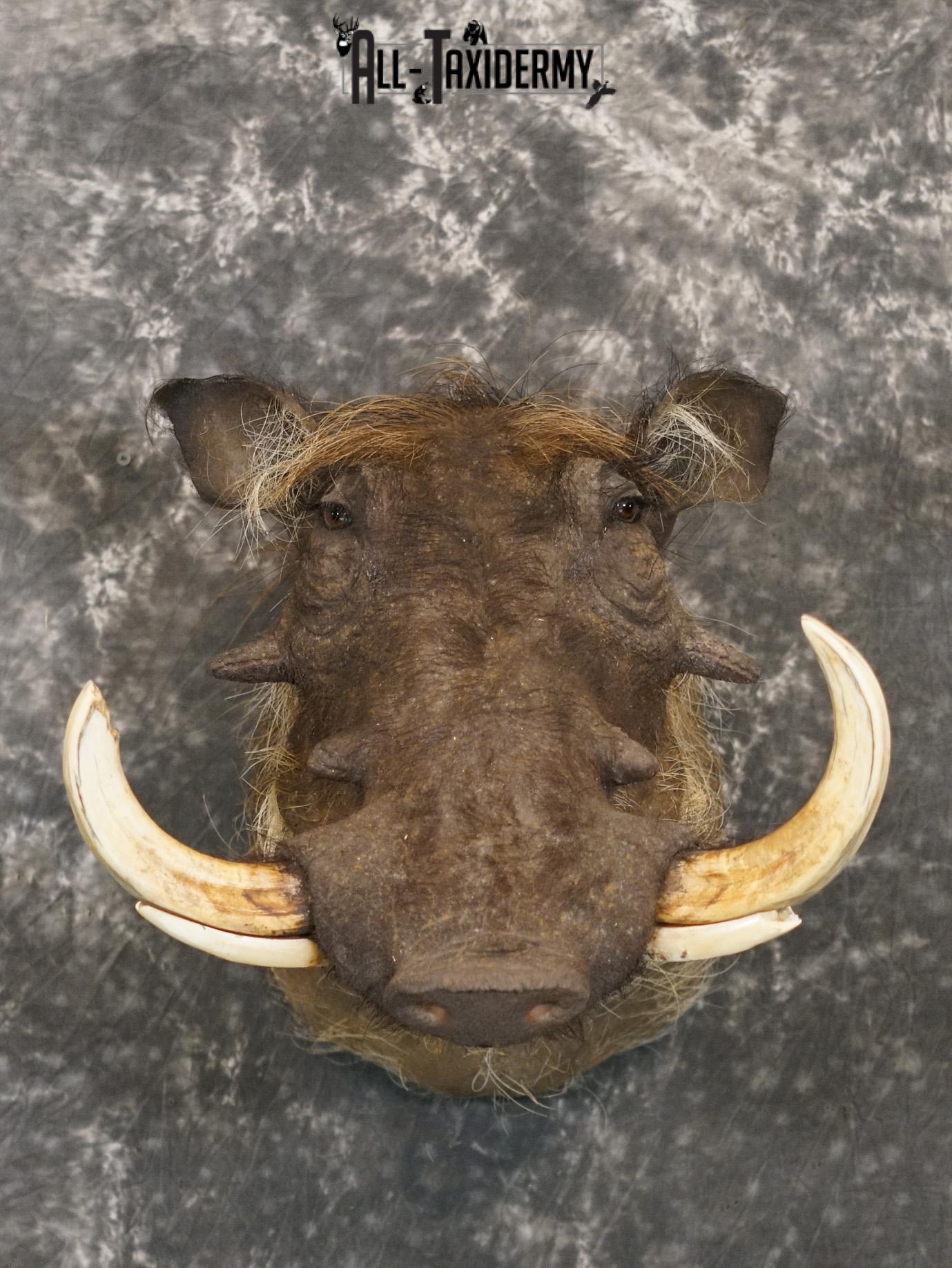 African Desert Warthog Taxidermy Mount SKU 2202