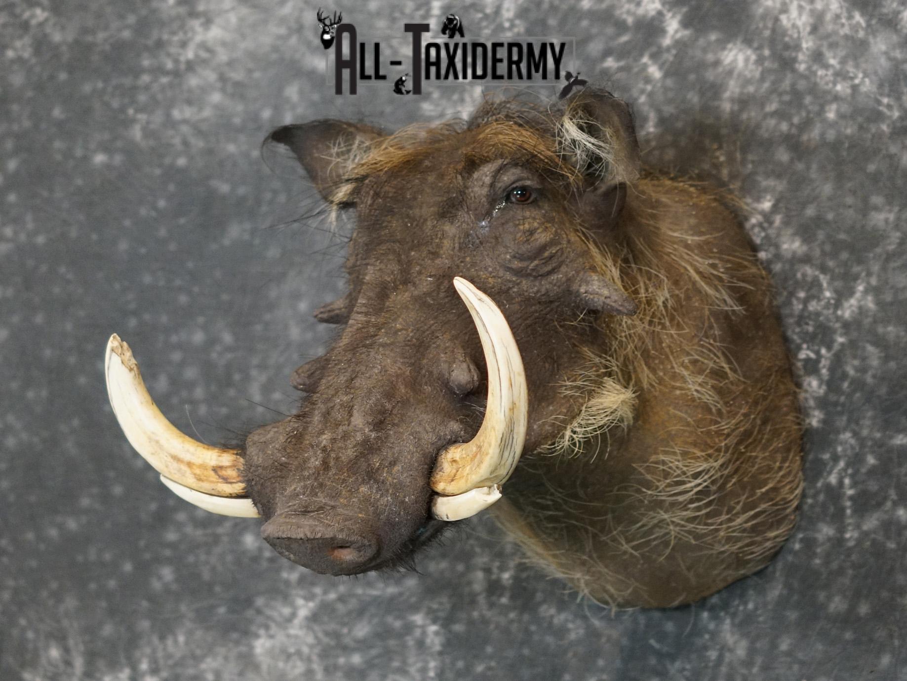 African Desert Warthog Taxidermy Mount SKU 2202 - Image 9