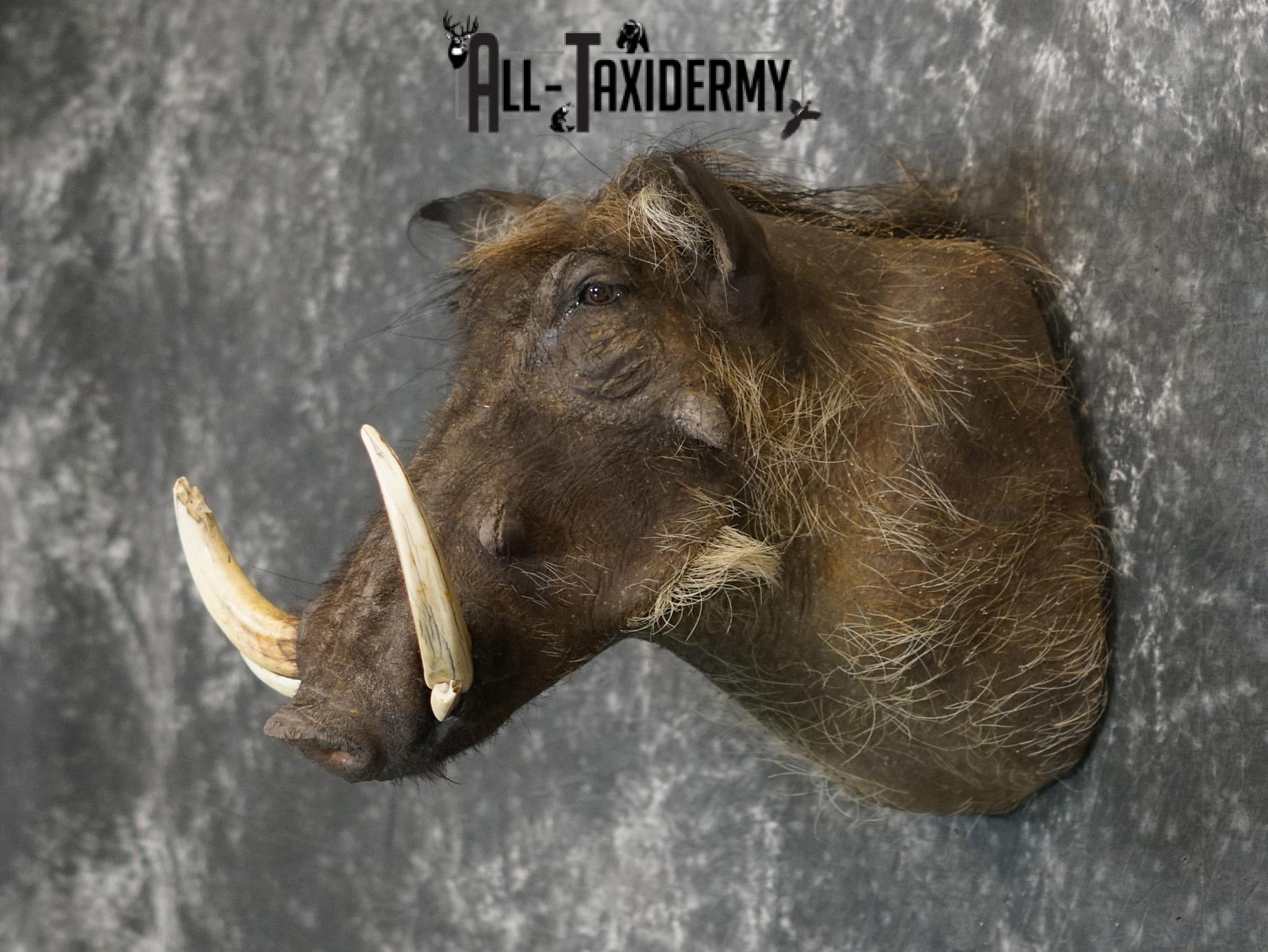 African Desert Warthog Taxidermy Mount SKU 2202 - Image 8