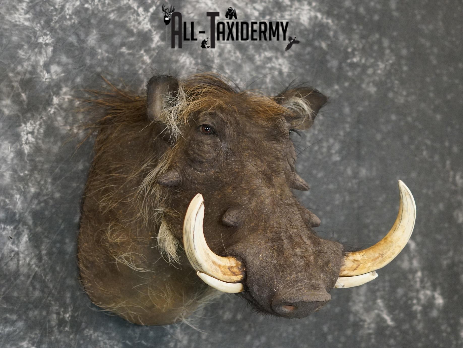 African Desert Warthog Taxidermy Mount SKU 2202 - Image 7