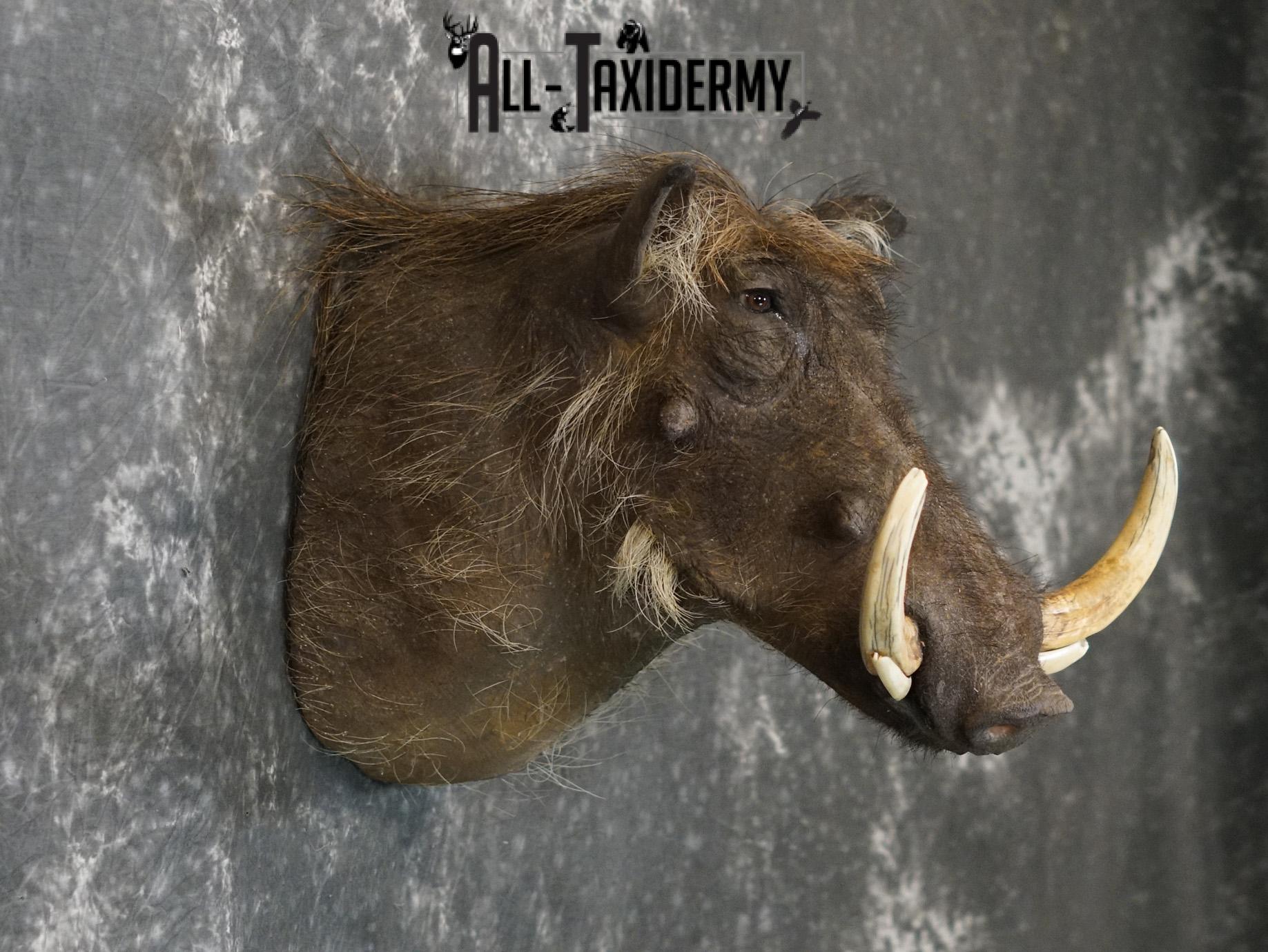 African Desert Warthog Taxidermy Mount SKU 2202 - Image 6