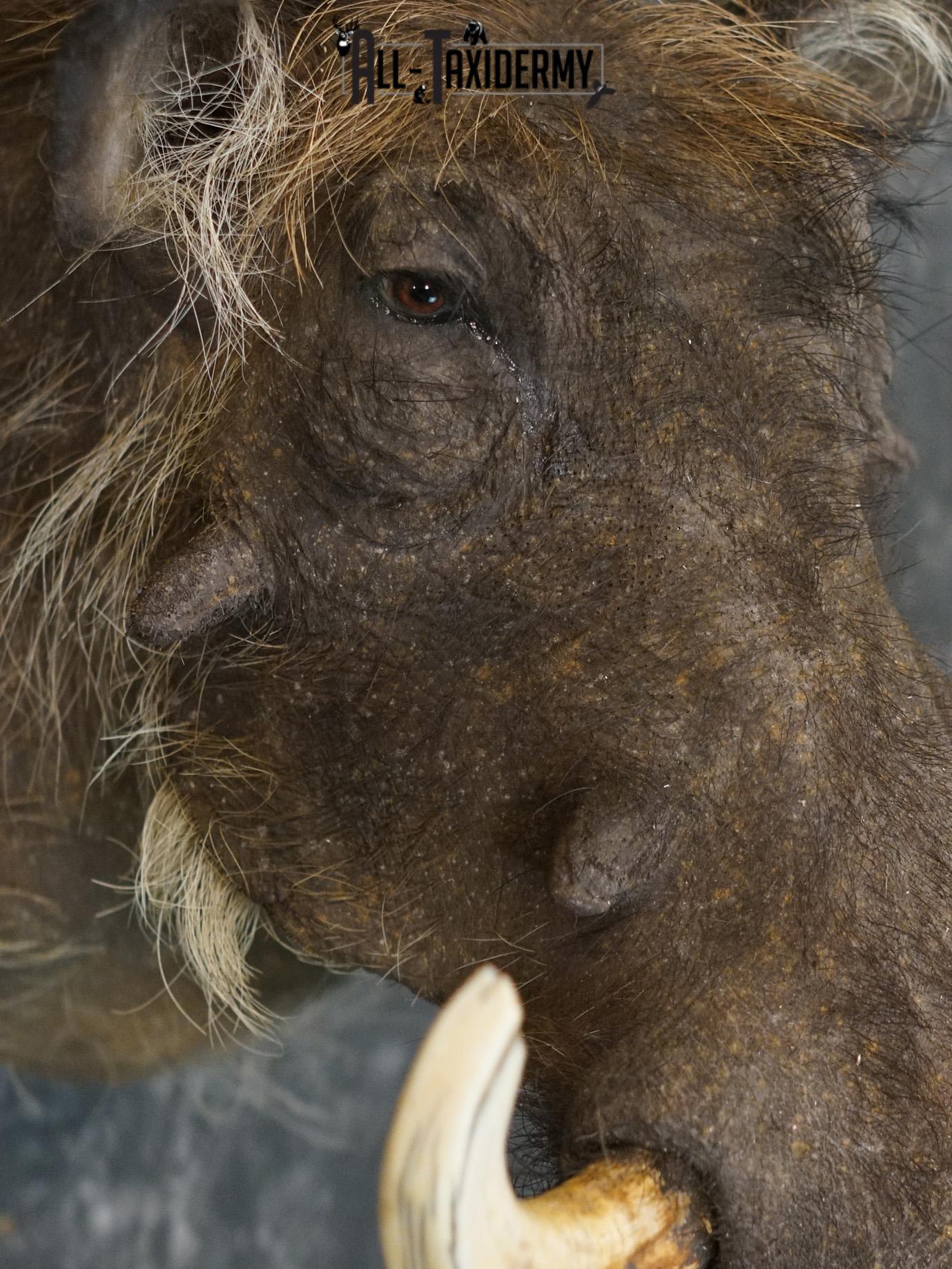 African Desert Warthog Taxidermy Mount SKU 2202 - Image 5