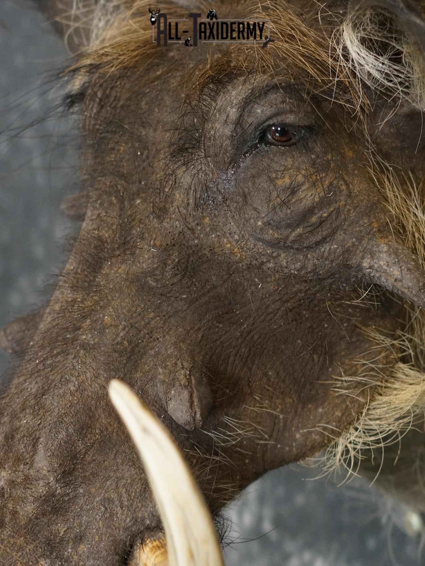 African Desert Warthog Taxidermy Mount SKU 2202 - Image 4