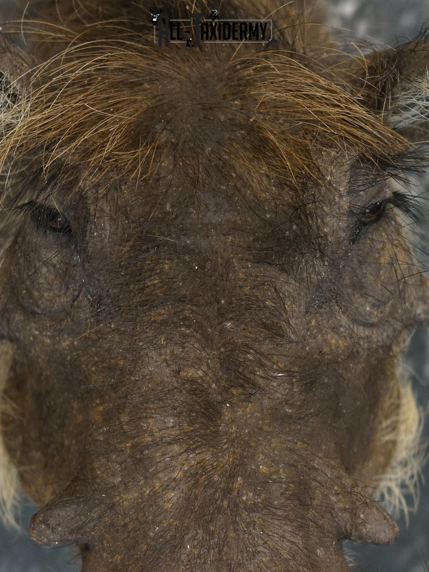 African Desert Warthog Taxidermy Mount SKU 2202 - Image 3