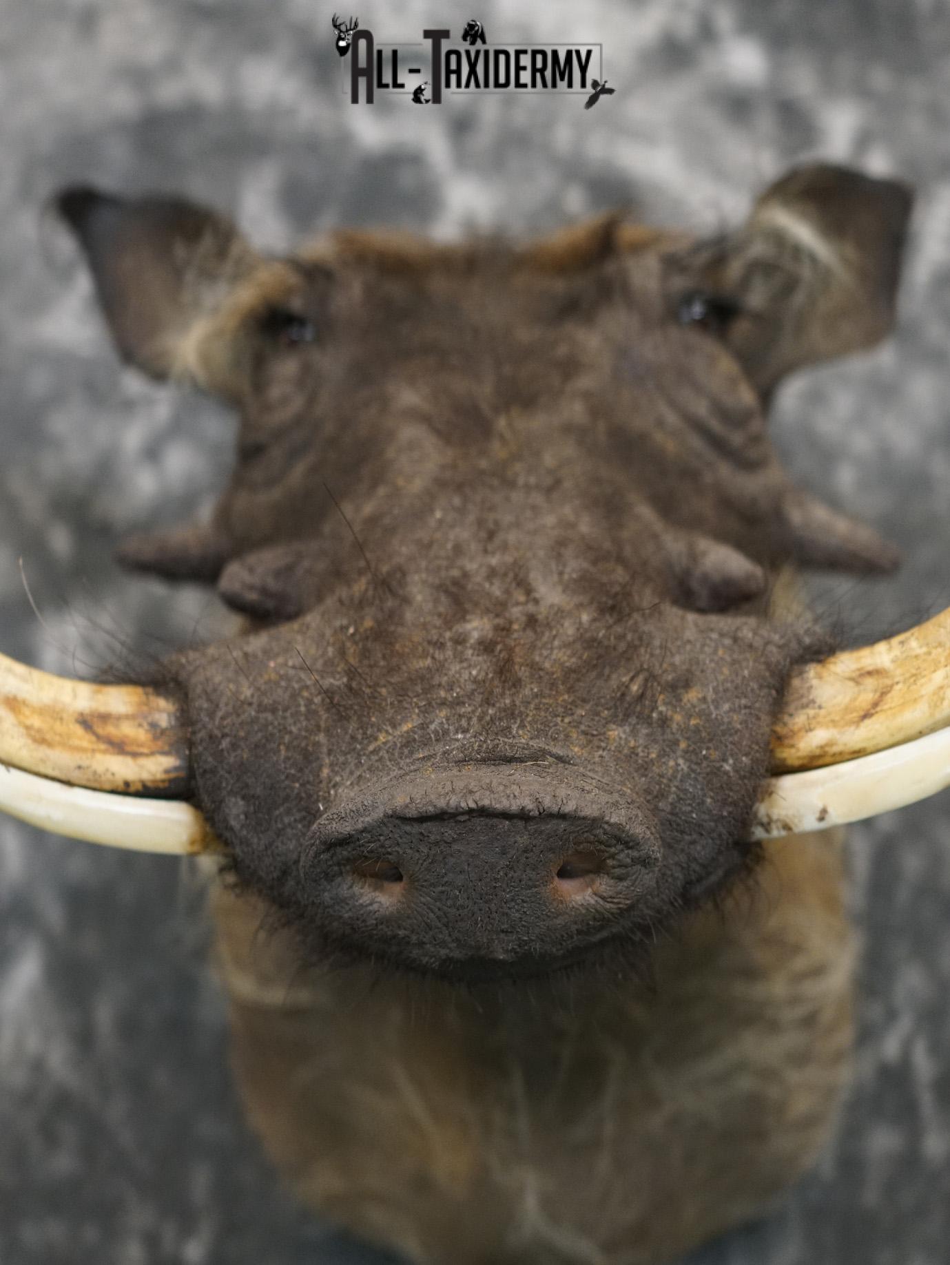 African Desert Warthog Taxidermy Mount SKU 2202 - Image 2