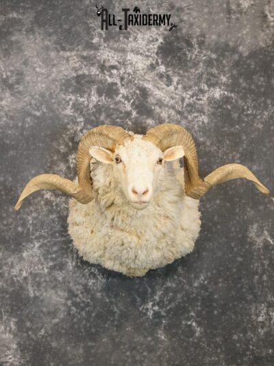 Merino Sheep taxidermy shoulder mount for sale SKU 2151