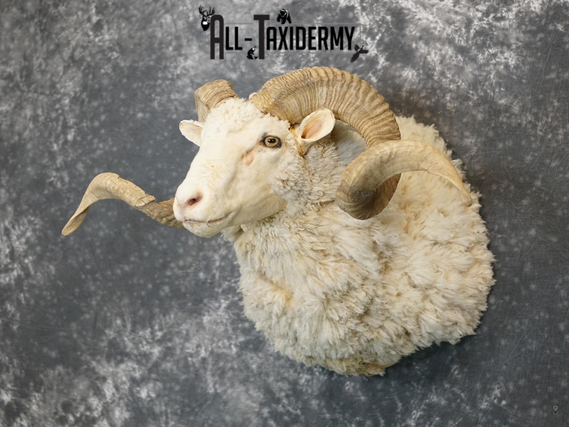 Merino Sheep taxidermy shoulder mount for sale SKU 2151 - Image 8