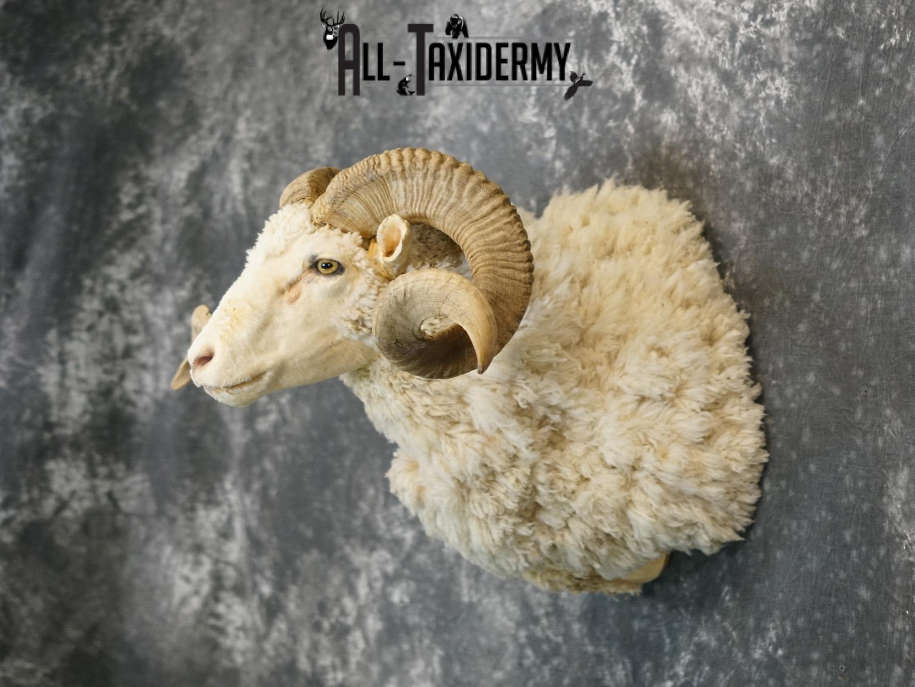 Merino Sheep taxidermy shoulder mount for sale SKU 2151 - Image 7