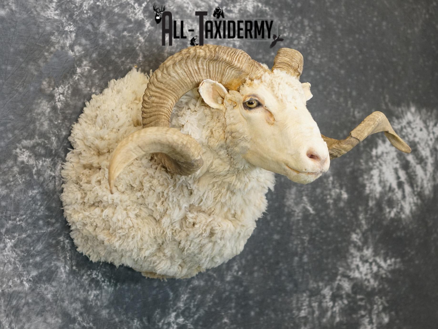 Merino Sheep taxidermy shoulder mount for sale SKU 2151 - Image 6