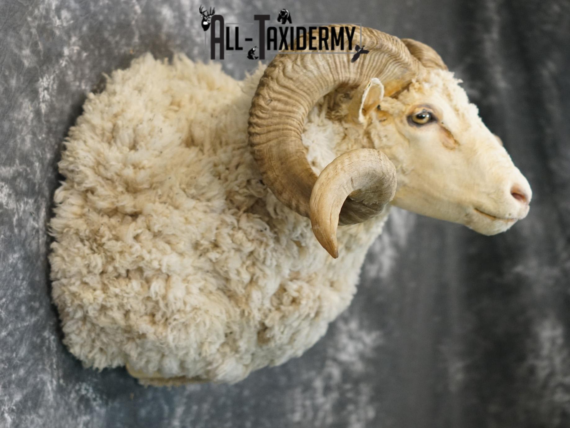 Merino Sheep taxidermy shoulder mount for sale SKU 2151 - Image 5