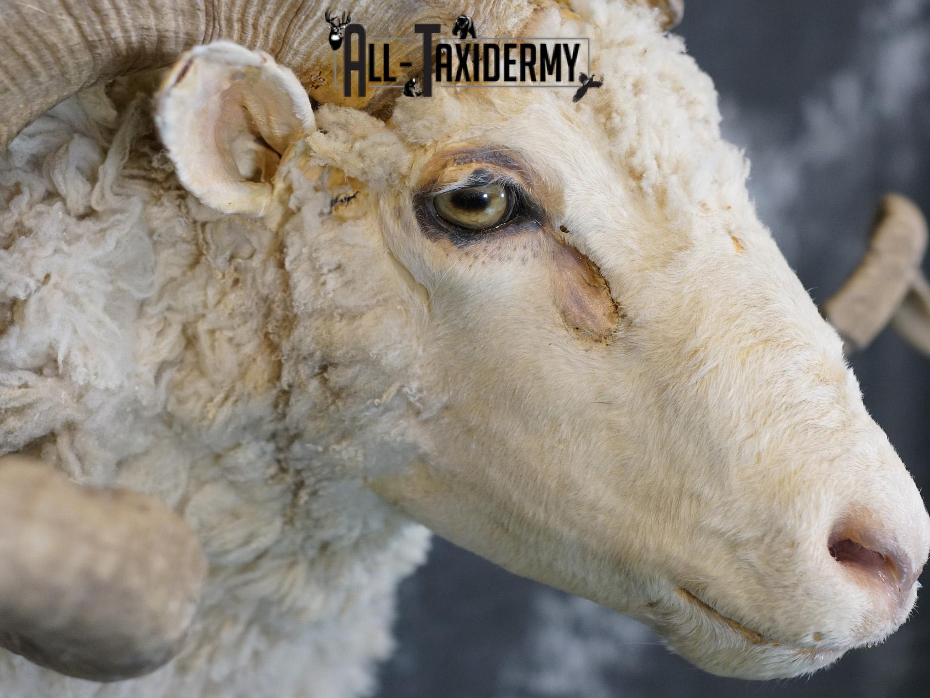Merino Sheep taxidermy shoulder mount for sale SKU 2151 - Image 4