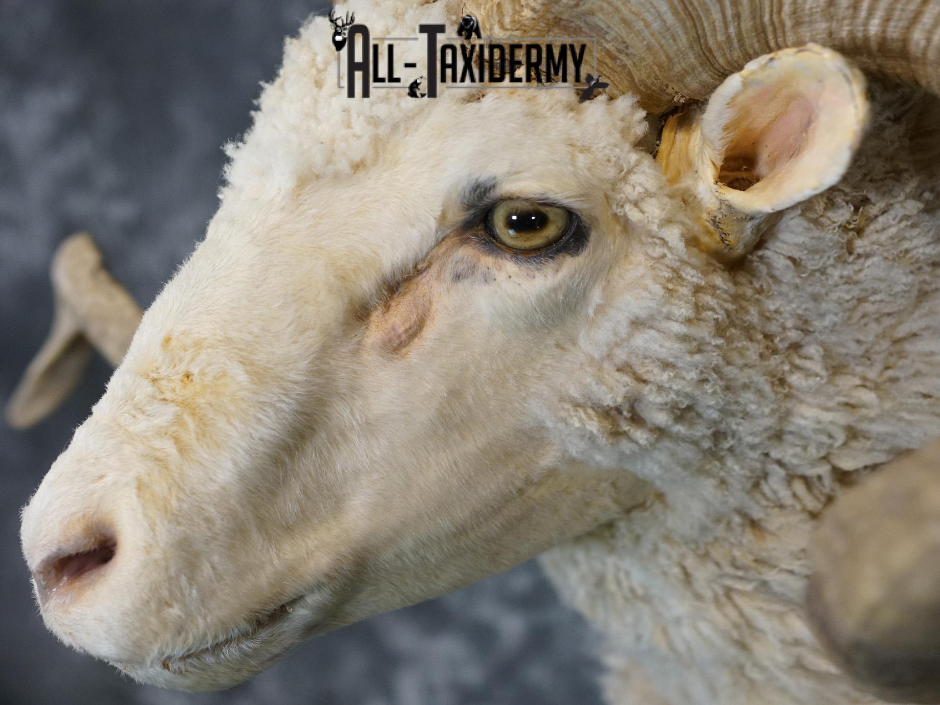 Merino Sheep taxidermy shoulder mount for sale SKU 2151 - Image 3