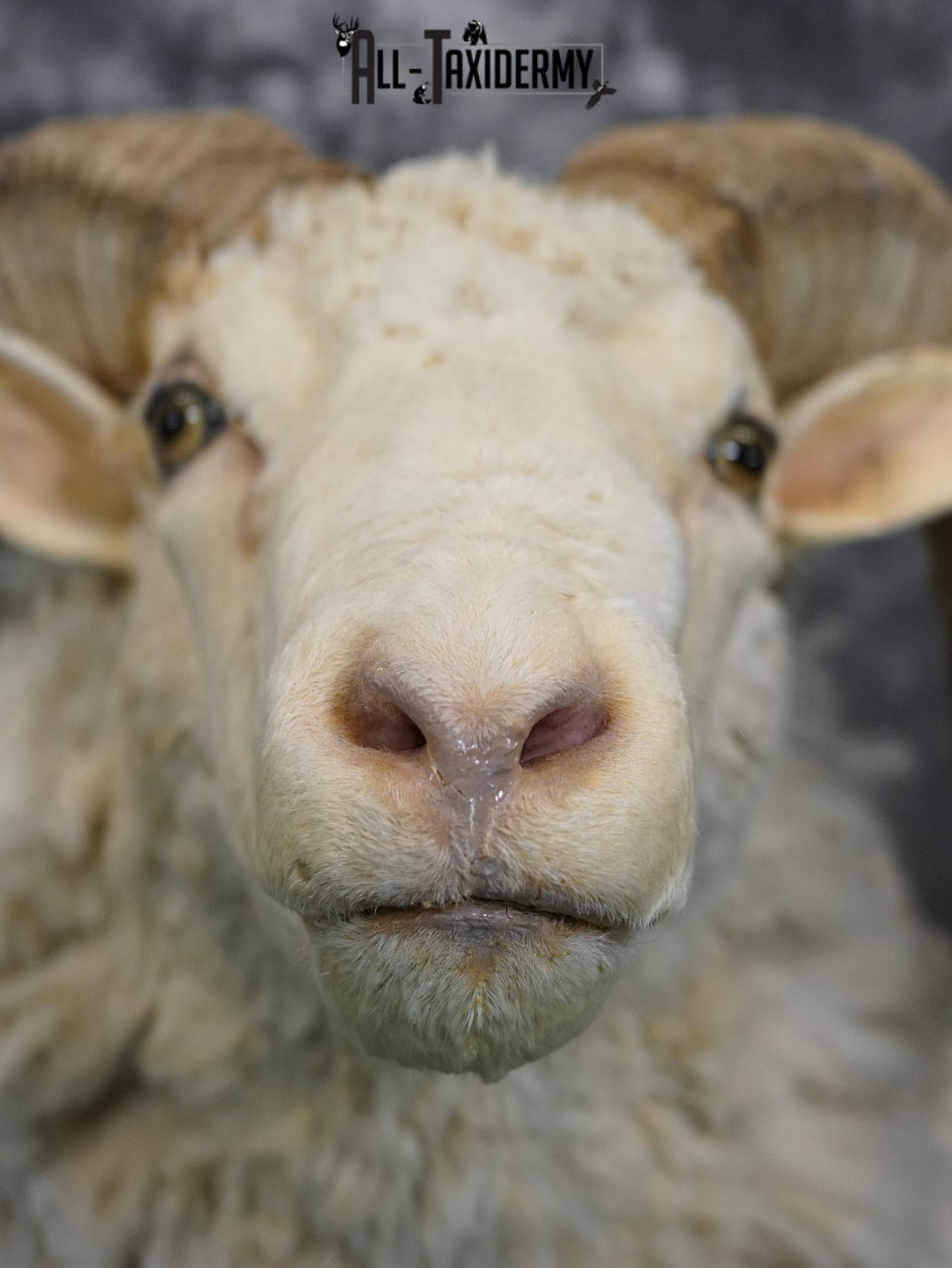 Merino Sheep taxidermy shoulder mount for sale SKU 2151 - Image 2