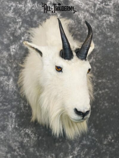 Mountian Goat Shoulder Bronze taxidermy mount for sale SKU 2147