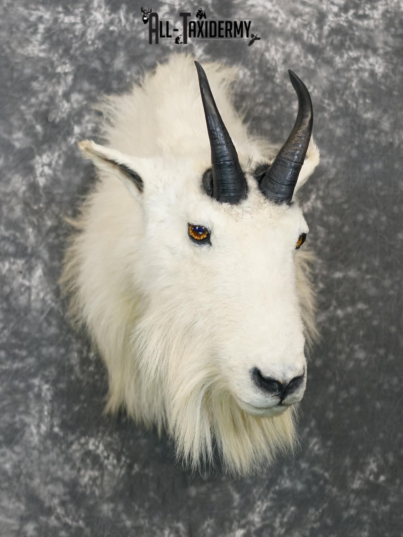 Mountian Goat Shoulder Bronze taxidermy mount for sale SKU 2147