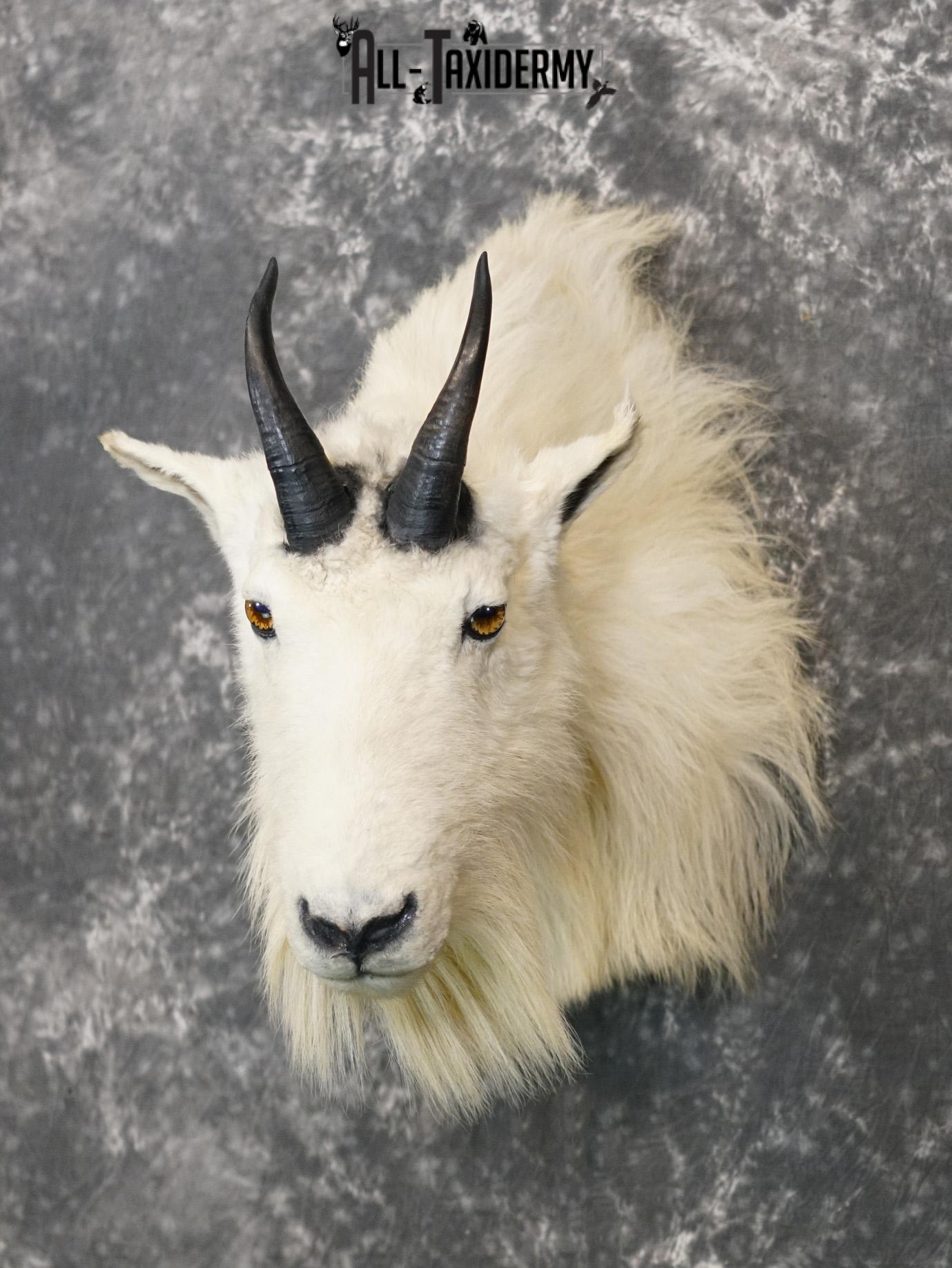 Mountian Goat Shoulder Bronze taxidermy mount for sale SKU 2147 - Image 9