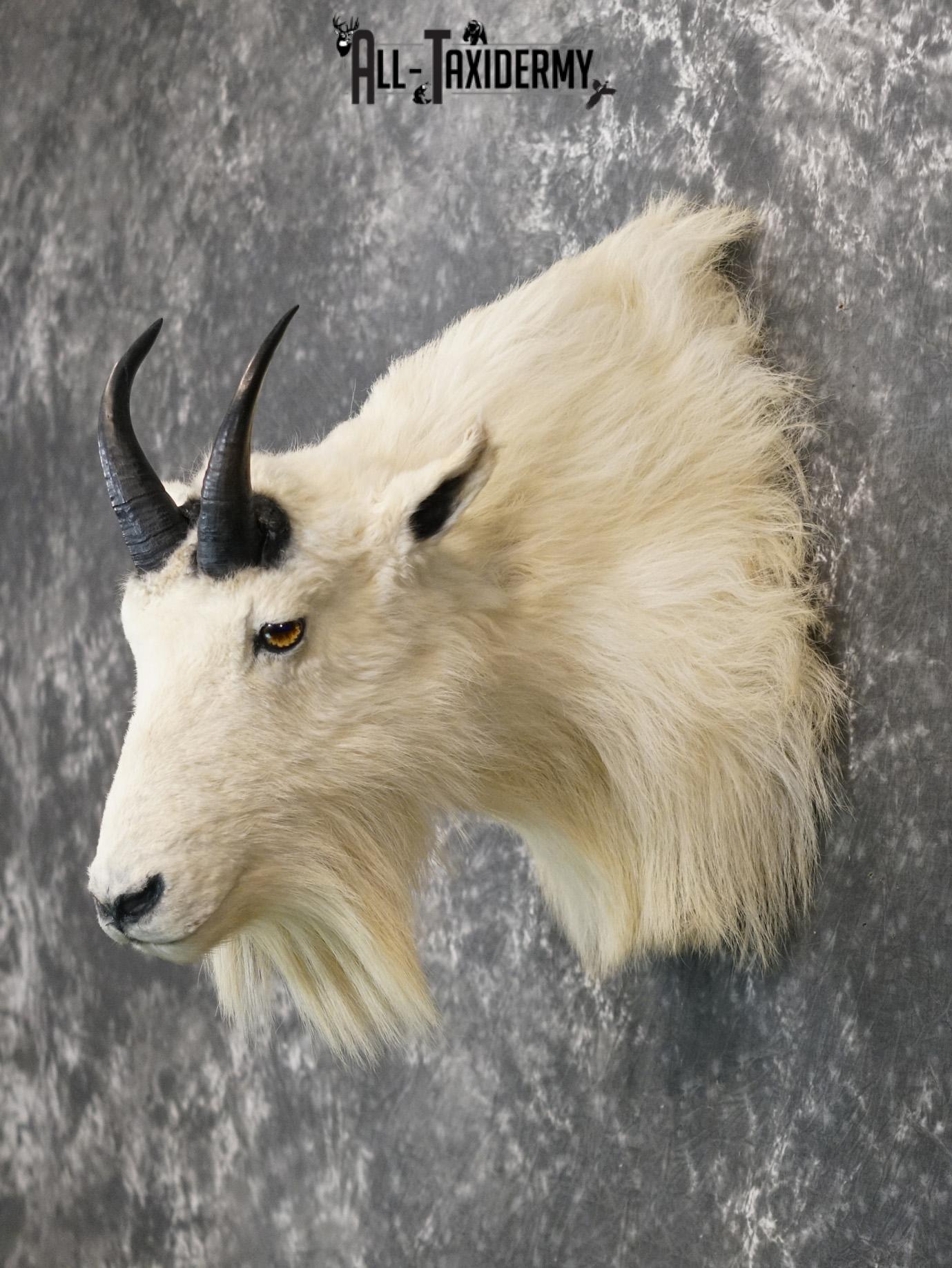 Mountian Goat Shoulder Bronze taxidermy mount for sale SKU 2147 - Image 8