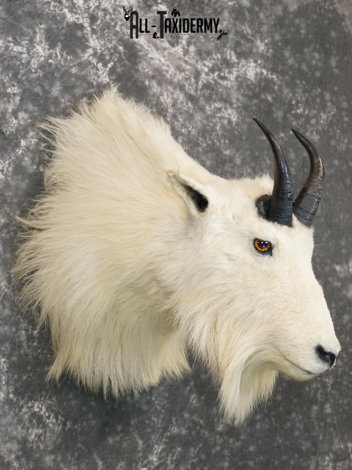 Mountian Goat Shoulder Bronze taxidermy mount for sale SKU 2147 - Image 7