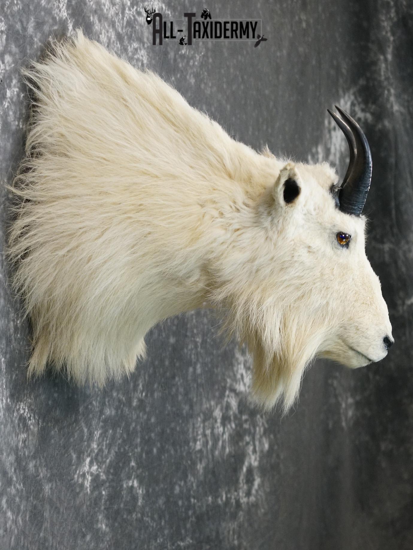 Mountian Goat Shoulder Bronze taxidermy mount for sale SKU 2147 - Image 6